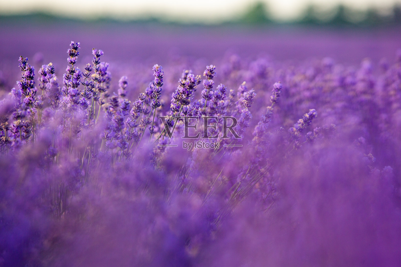 日出时美丽的薰衣草田。紫色的花的背景照片摄影图片