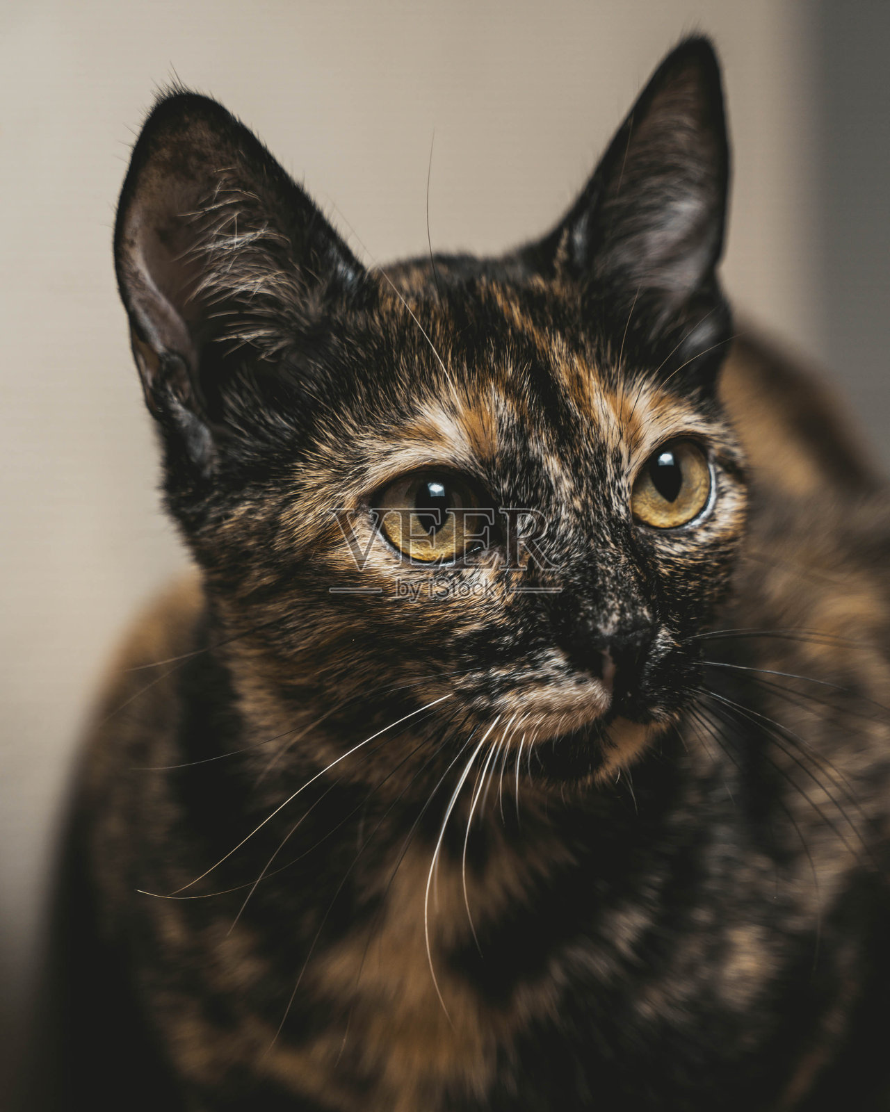 花斑猫洛克照片摄影图片