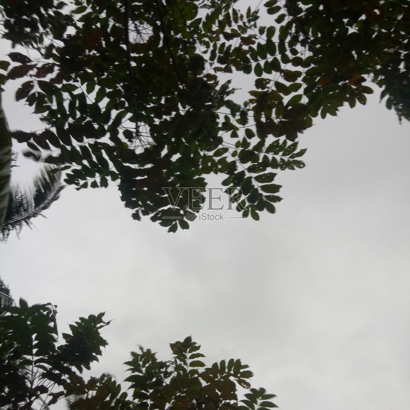 天空背景下树枝的剪影照片摄影图片