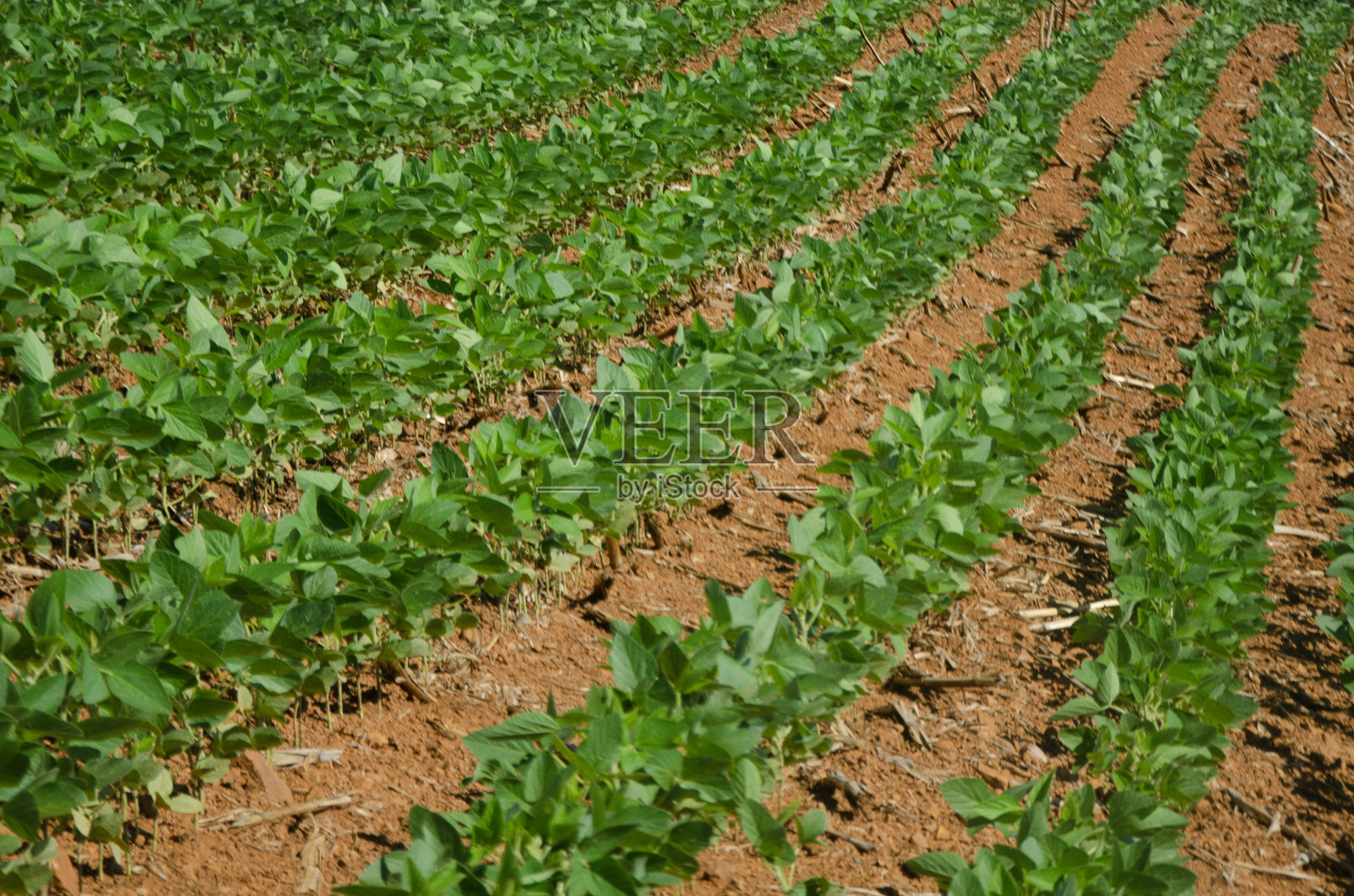 大豆栽培、耕作。农业综合企业照片摄影图片