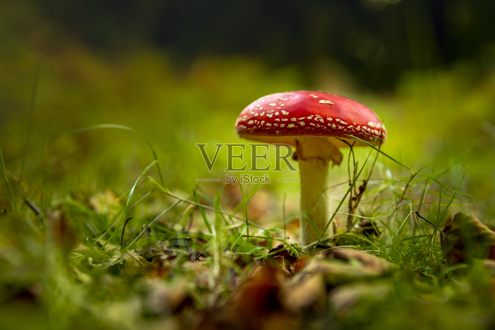 毒蘑菇照片摄影图片