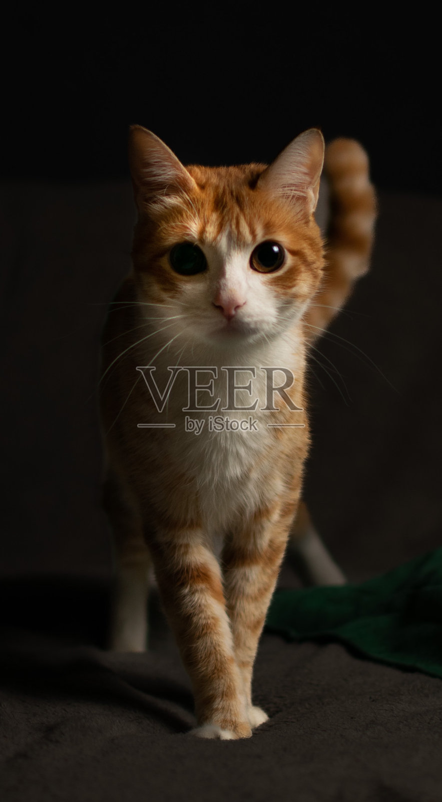 橙色的猫照片摄影图片