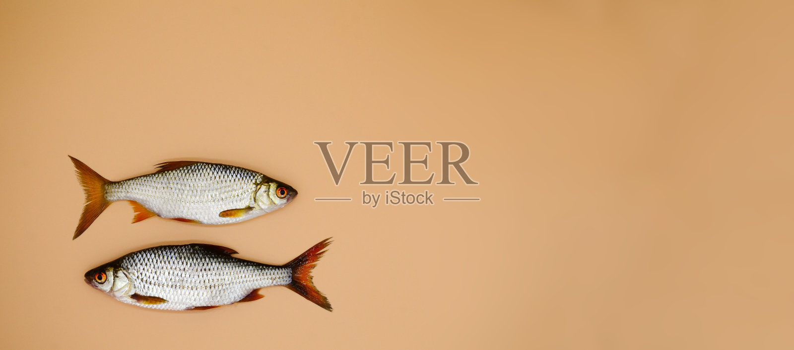 两条鱼河蟑螂在橙色的背景与复制空间。厨房概念，食品准备，商店橱窗，市场。钓鱼的概念,解决。横幅。照片摄影图片