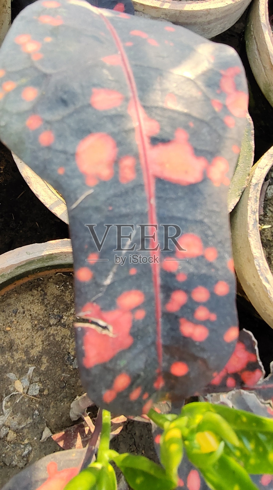 叶照片摄影图片