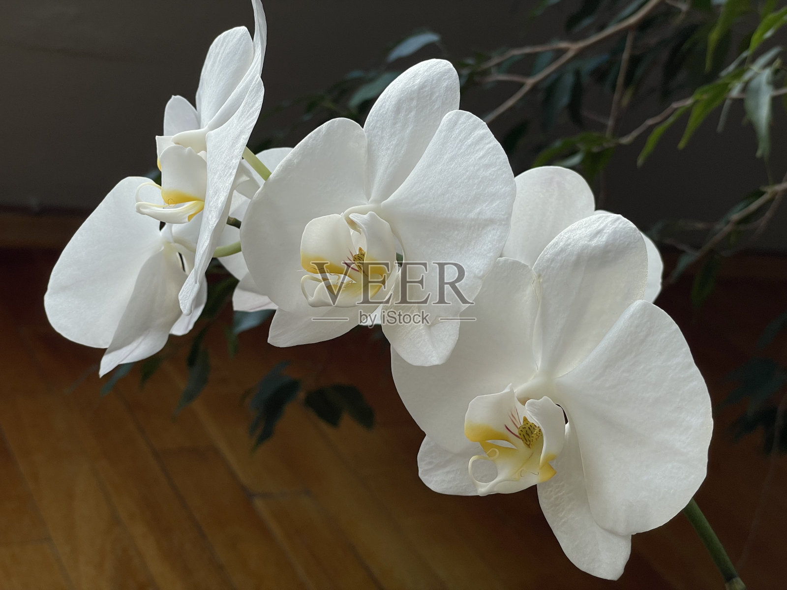 白色的兰花的花照片摄影图片