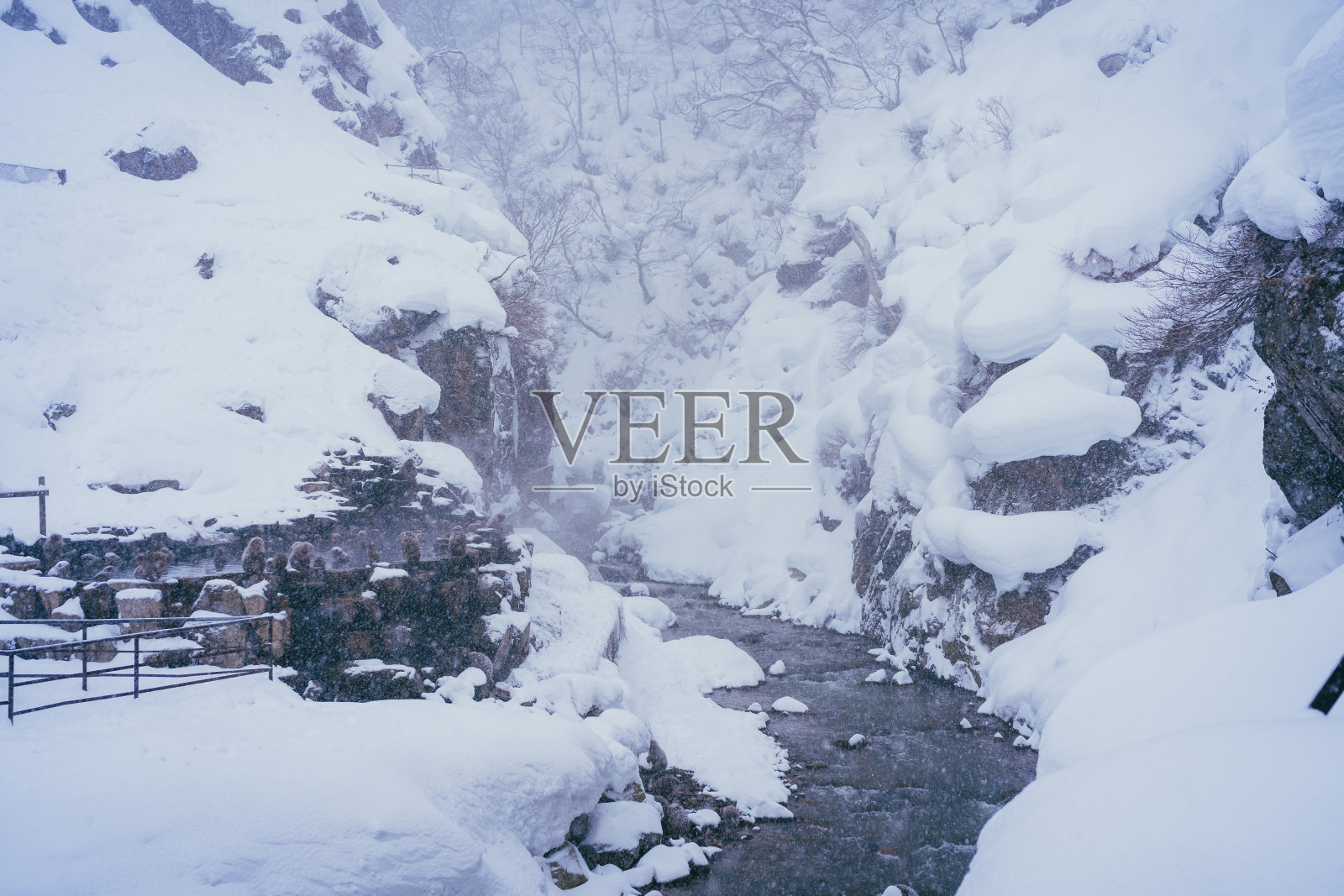 2022年2月，长野冬季，日本猕猴与雪和温泉为伴照片摄影图片