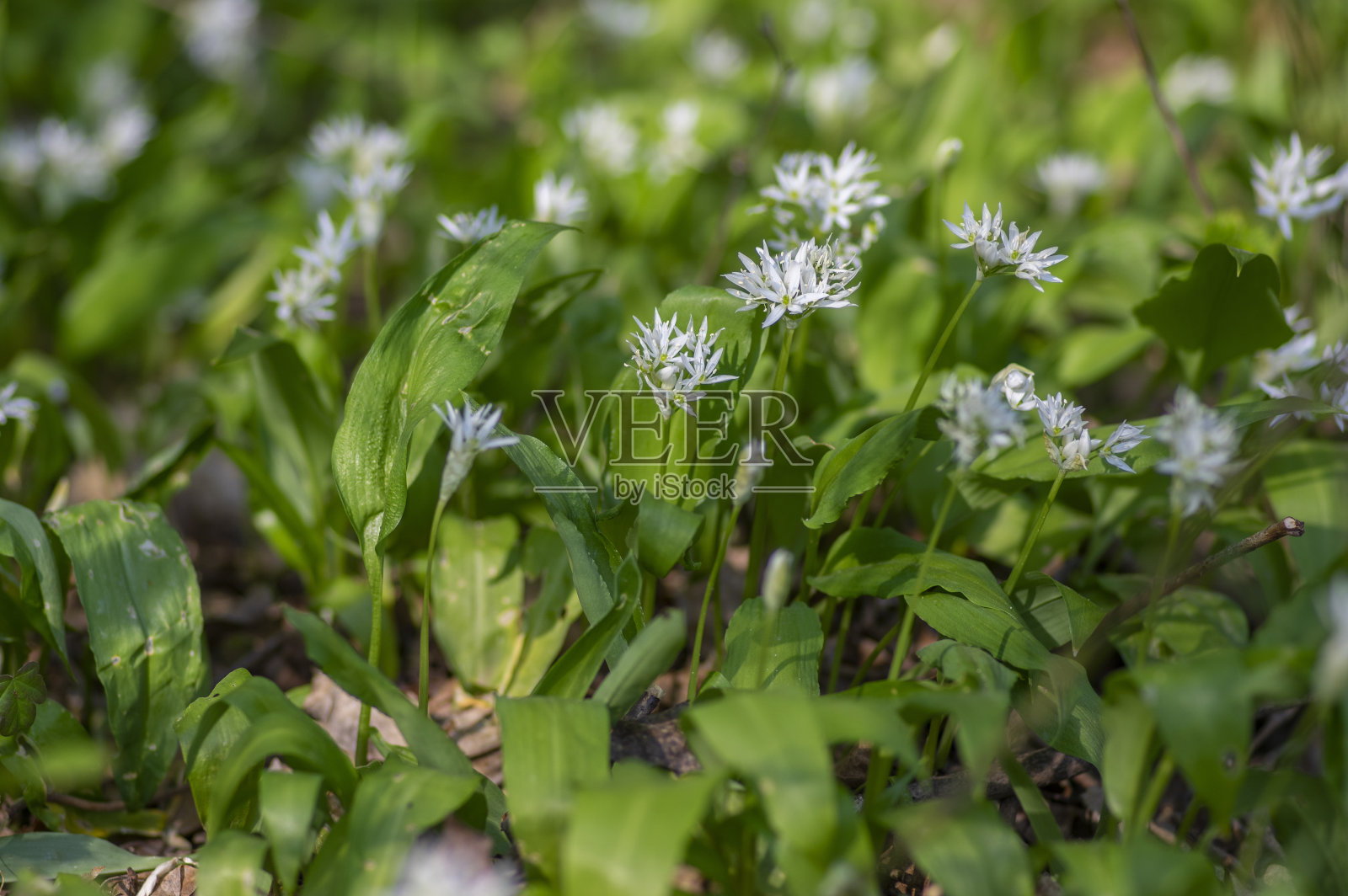 野熊葱蒜花开花，白藜芦脂开花，绿叶可食照片摄影图片