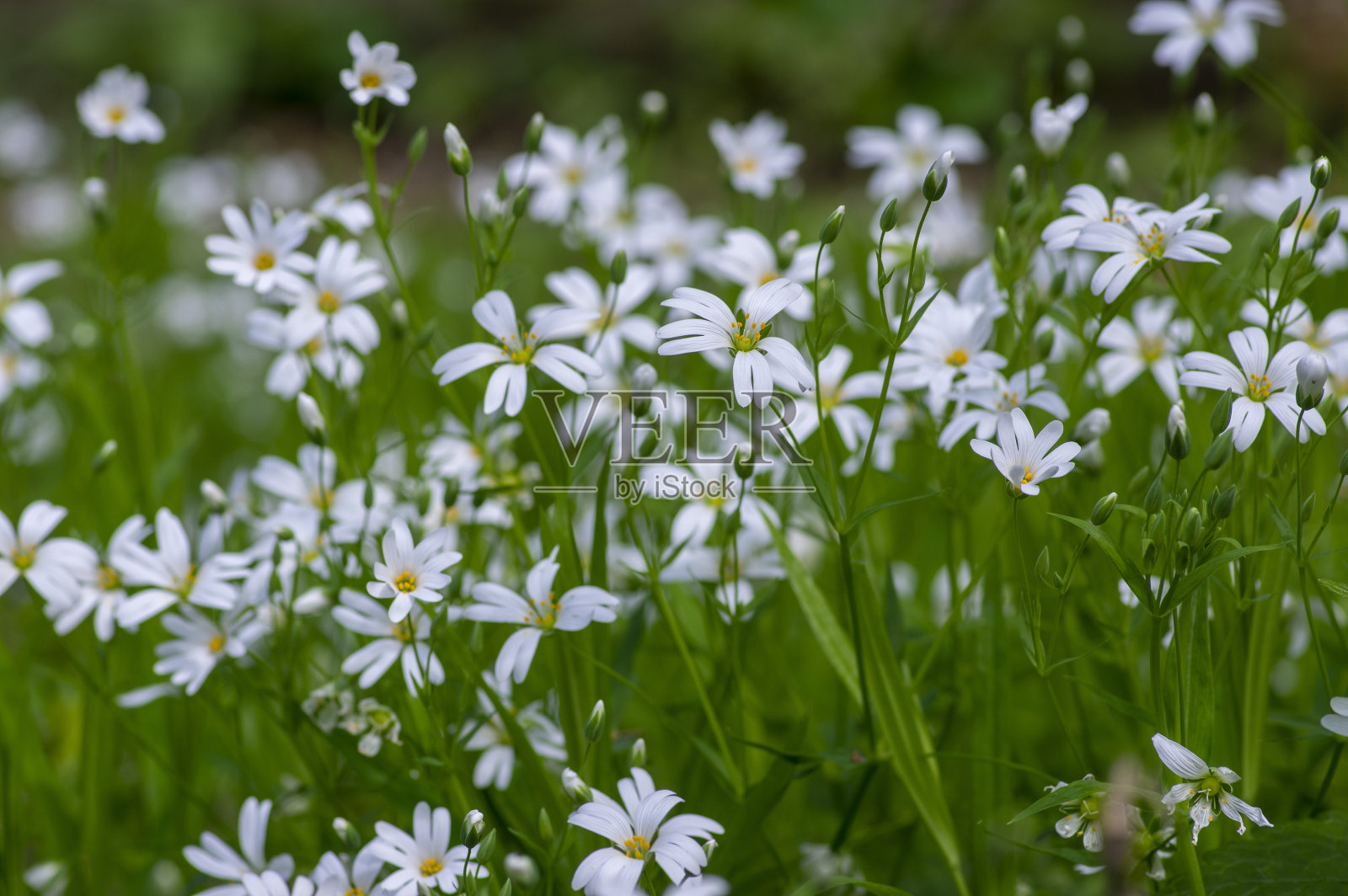 白瑞香(Stellaria holostea)是一种亮白色开花的野生森林植物，白瑞香(rabelera greater starwort addersmeat)开花照片摄影图片