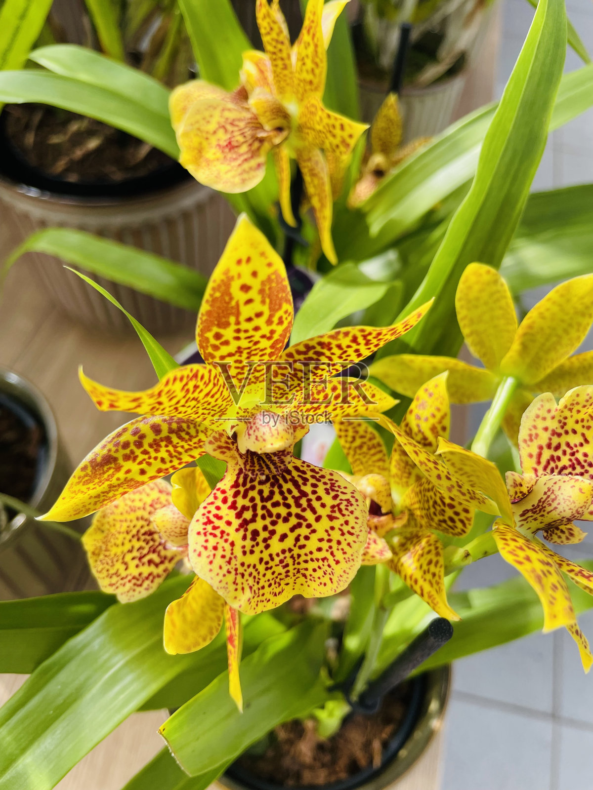 兰花照片摄影图片