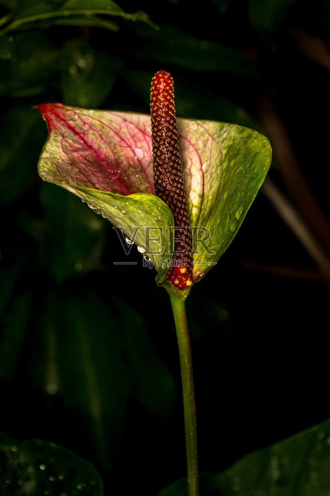 植物上的毛虫特写镜头照片摄影图片
