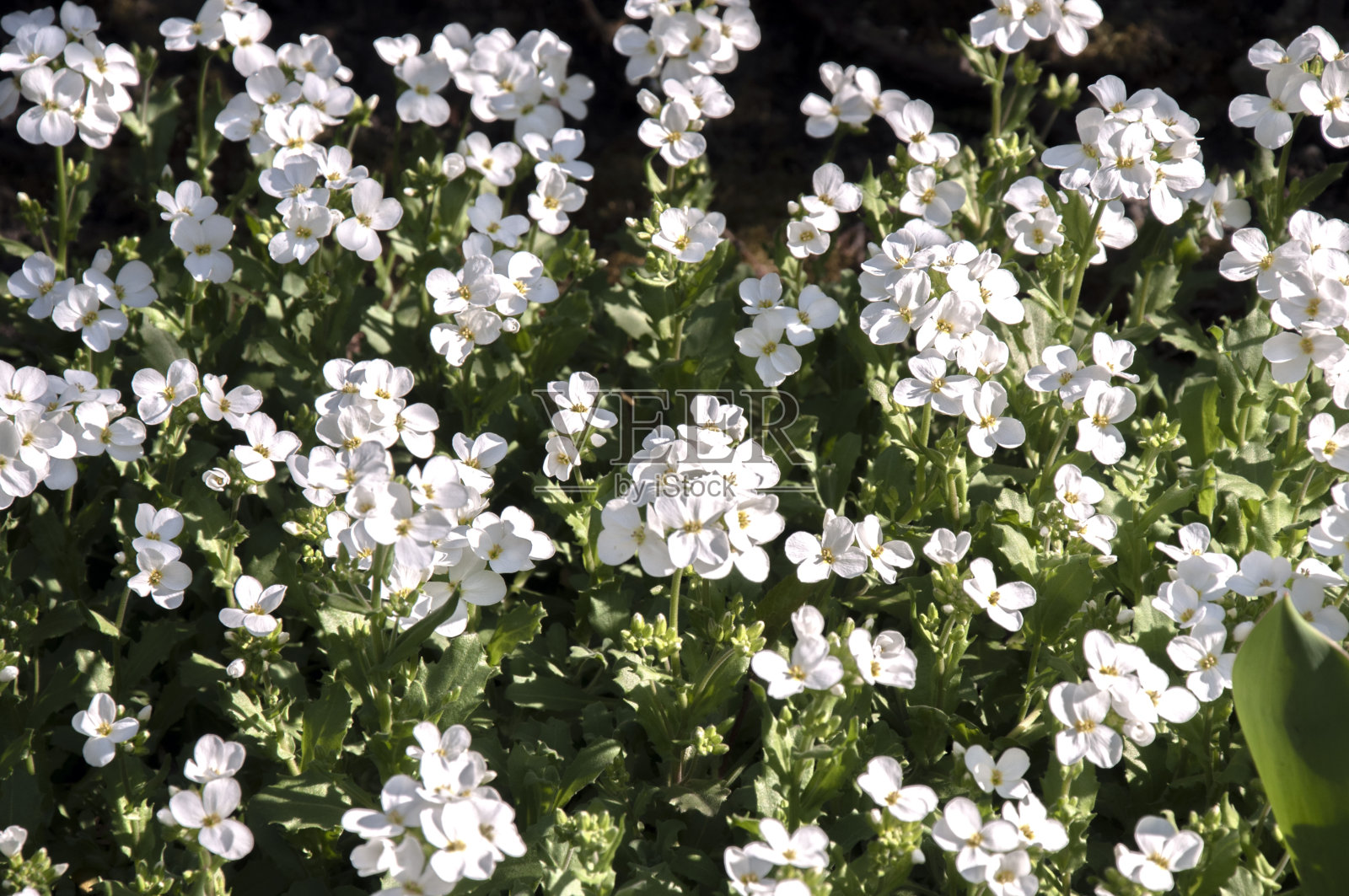山产卵的花照片摄影图片