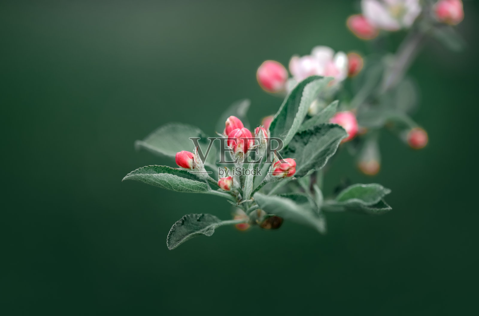 盛开的苹果树照片摄影图片