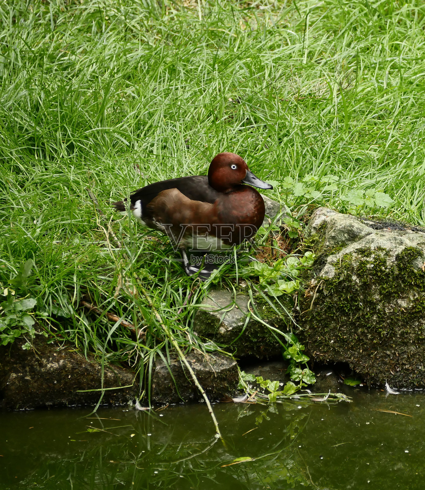 蓝眼睛的鸭子照片摄影图片