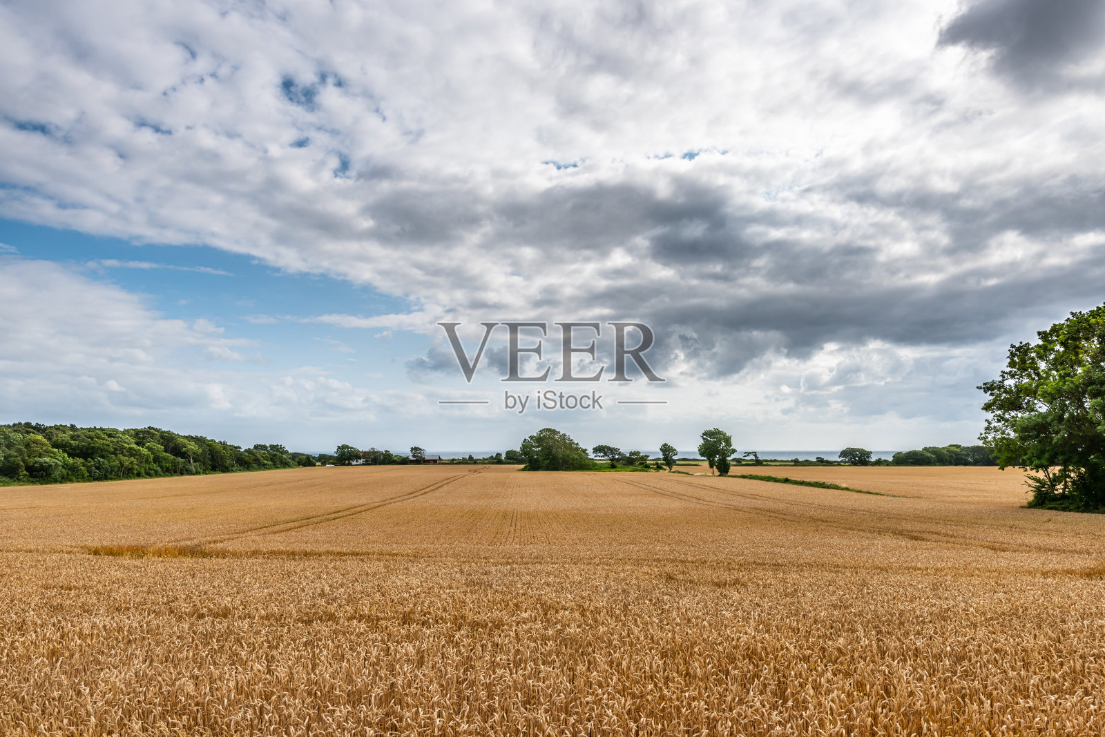 广角视野的麦田在一个阴天。照片摄影图片