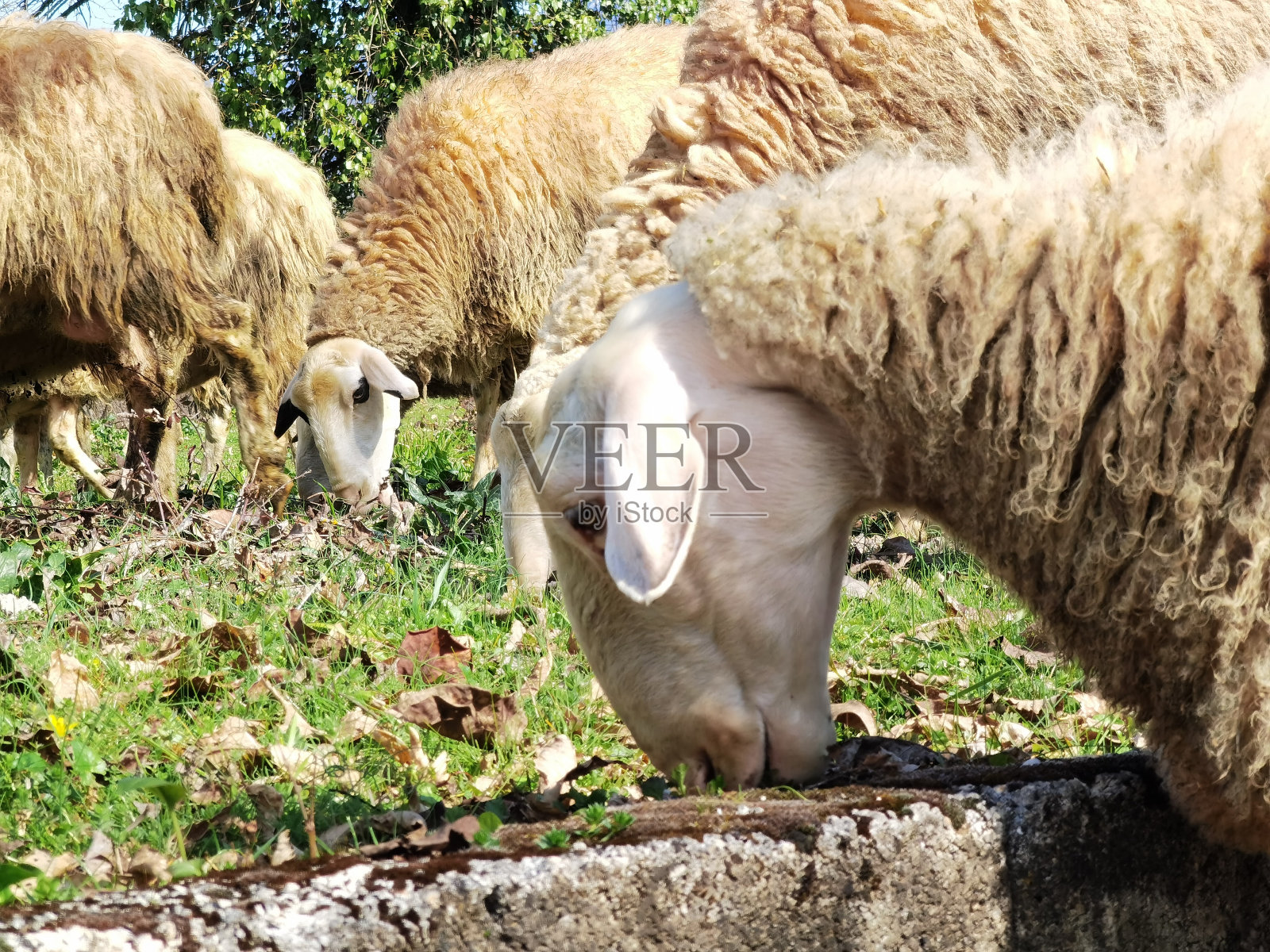 羊在春天吃草照片摄影图片
