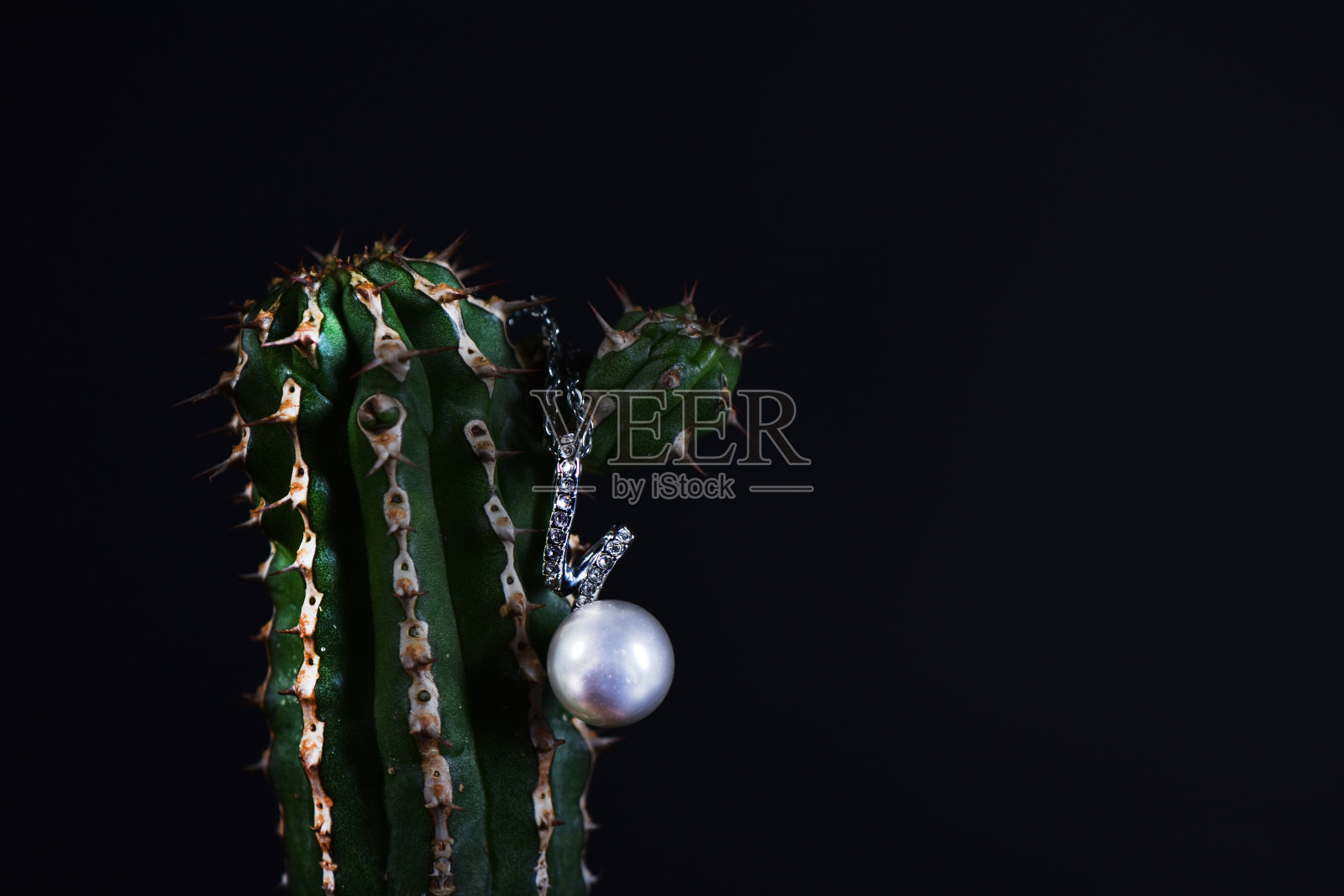 带有白色珍珠的绿色小仙人掌照片摄影图片
