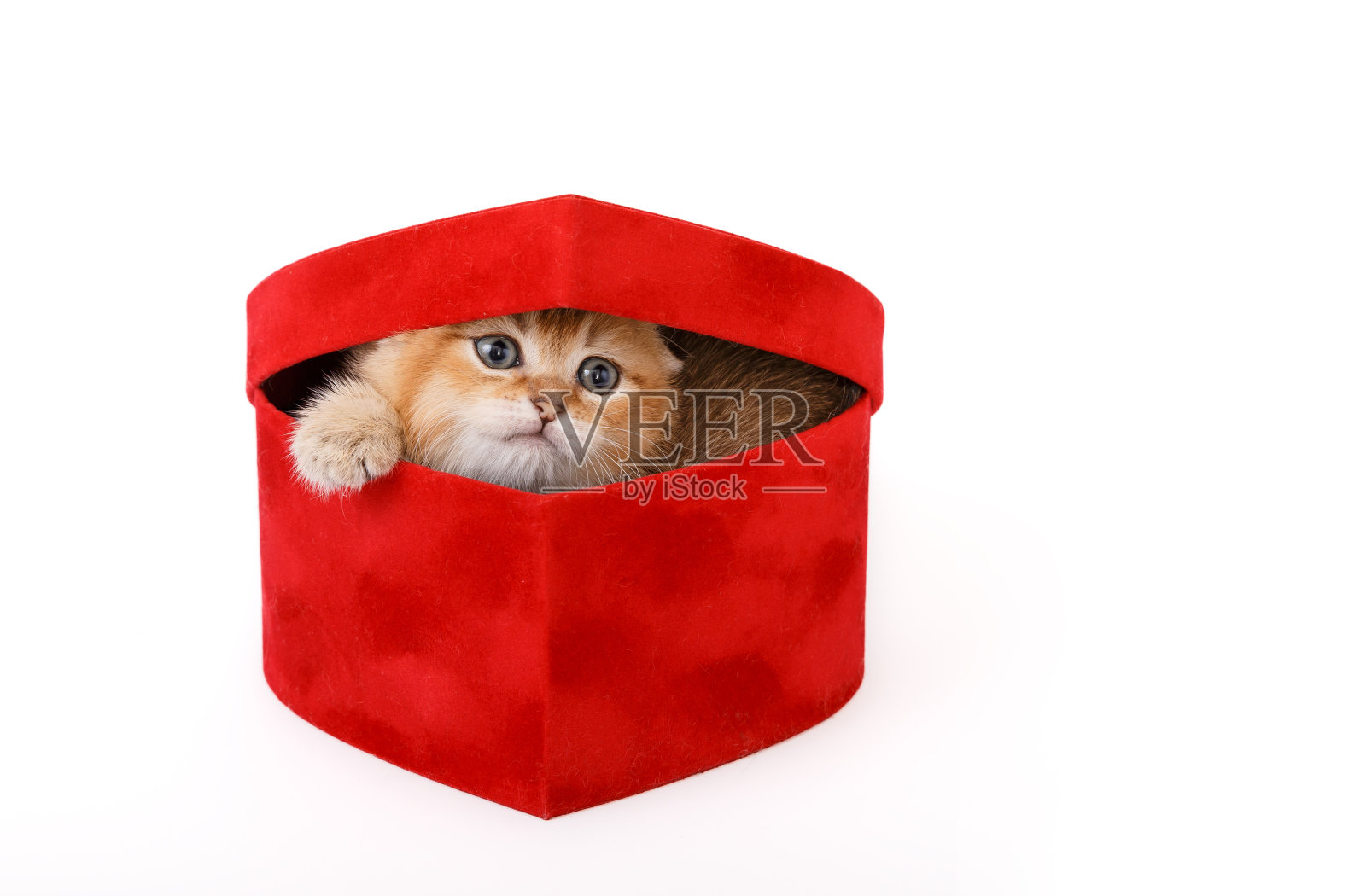 红盒子里有只有趣的栗鼠猫。照片摄影图片