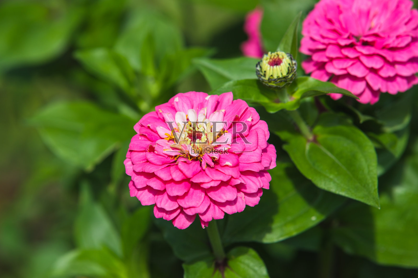 粉红色的花朵特写照片，软焦点照片摄影图片