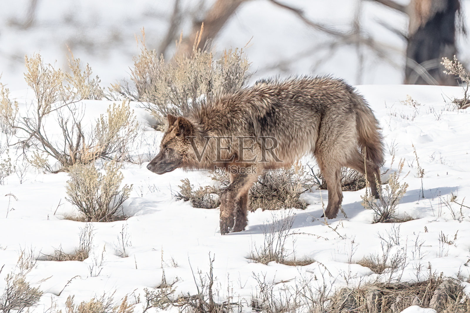 在黄石公园的雪山上，狼在跟踪一头水牛(或野牛)照片摄影图片