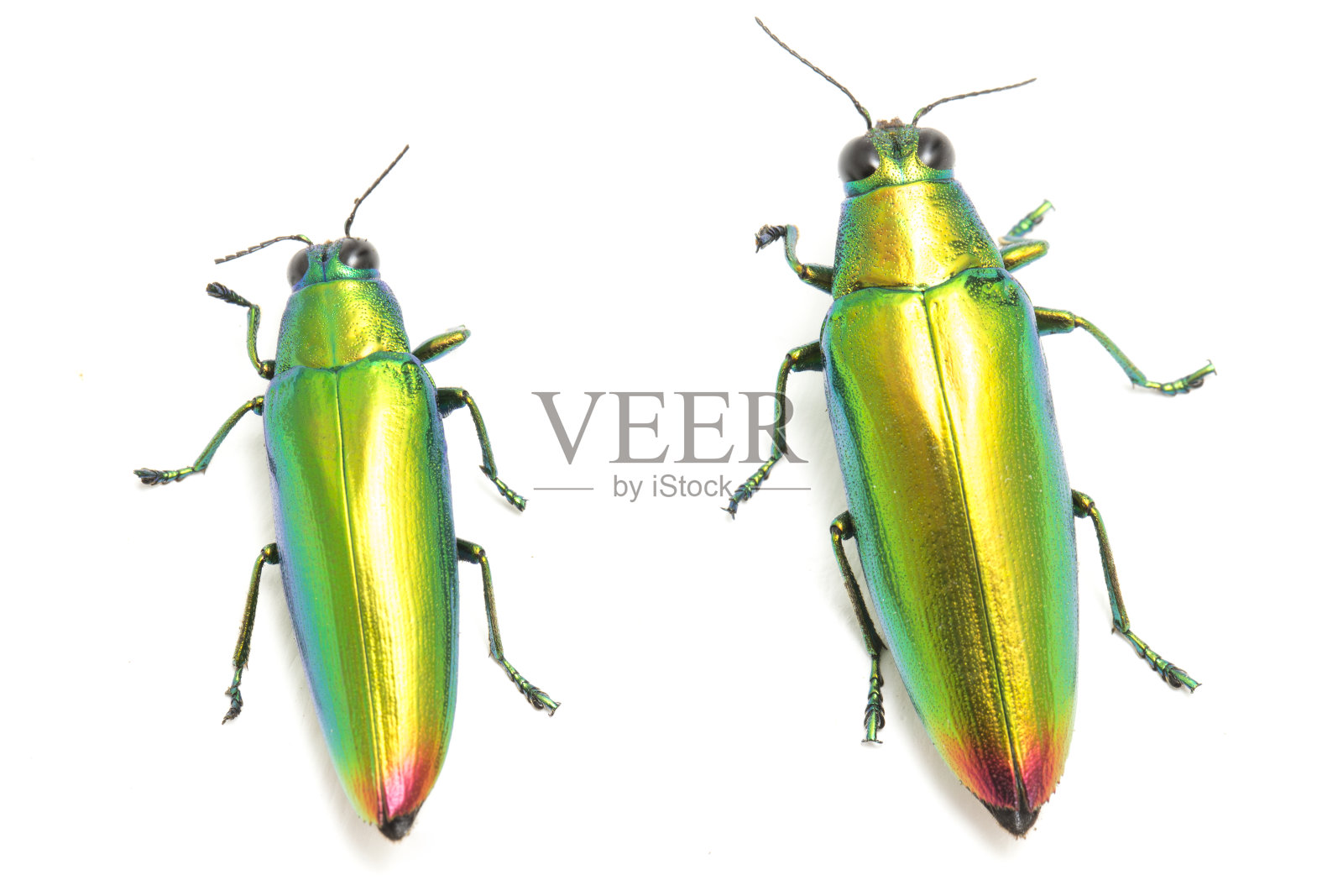 孤立于白色背景上的珠宝甲虫。照片摄影图片