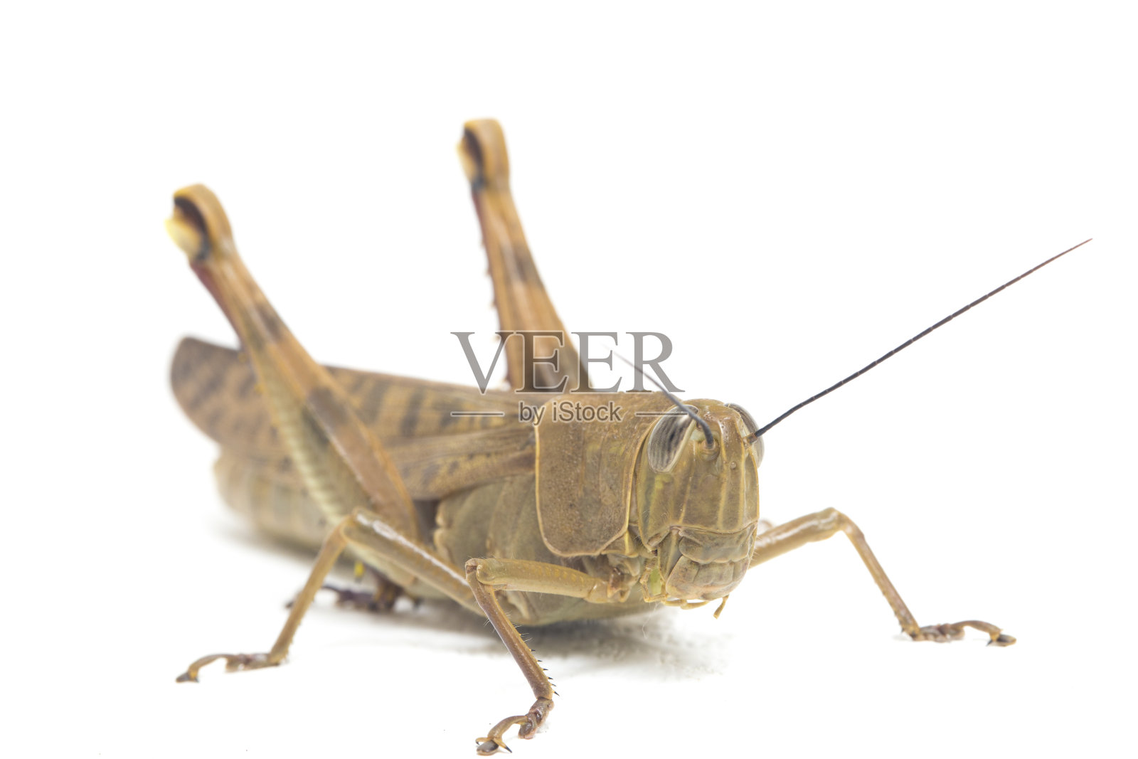 爪哇蚱蜢黑色瓦兰加孤立在白色背景照片摄影图片