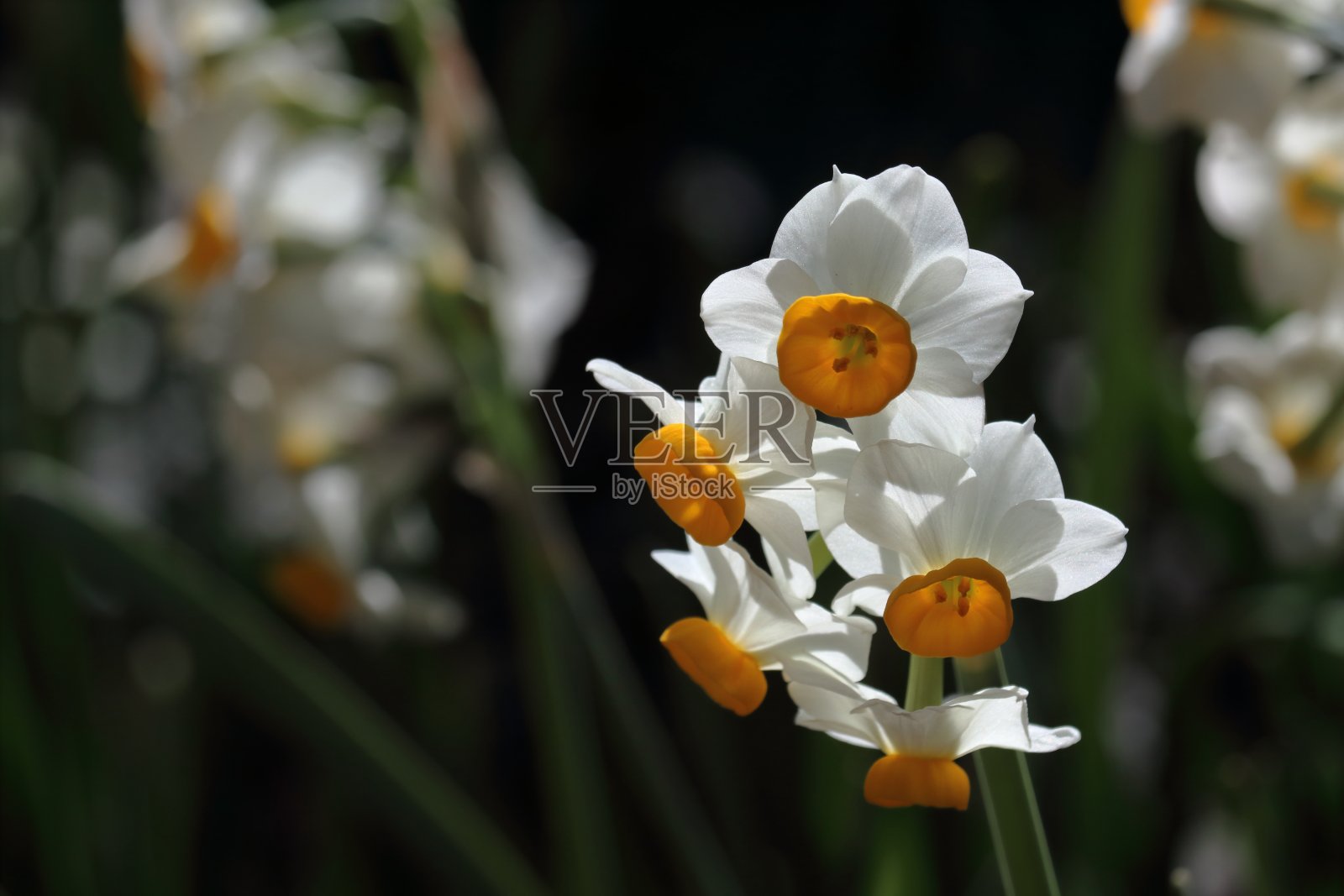 严冬的水仙花(高知县)照片摄影图片