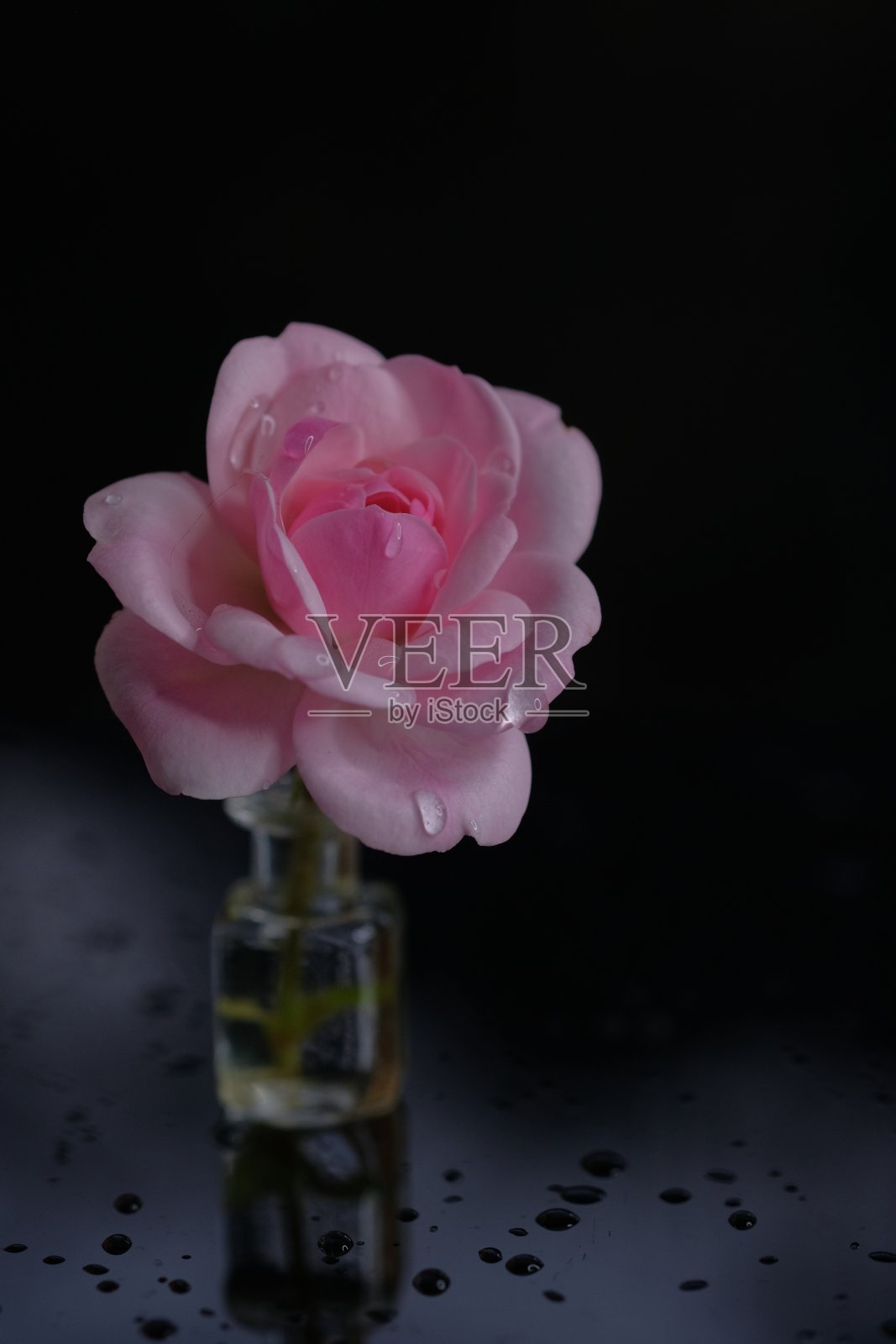 玫瑰站在一个玻璃瓶子上闪亮的黑色表面。照片摄影图片