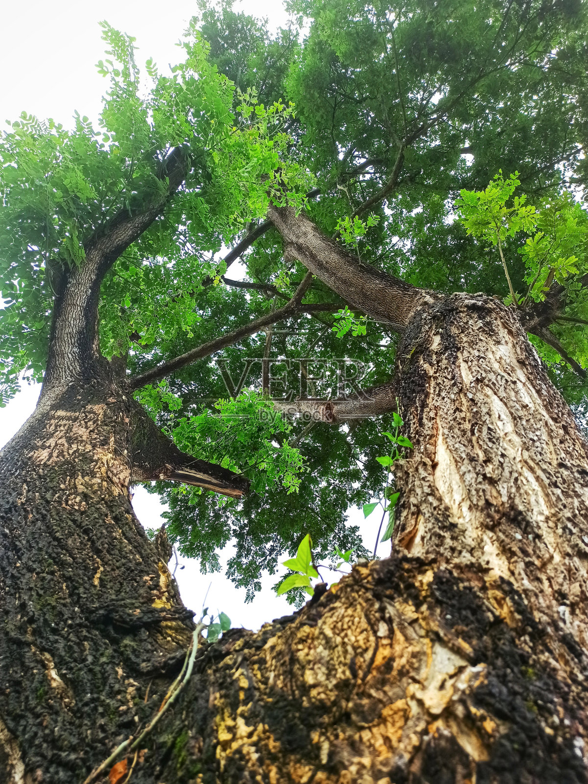 这棵树照片摄影图片