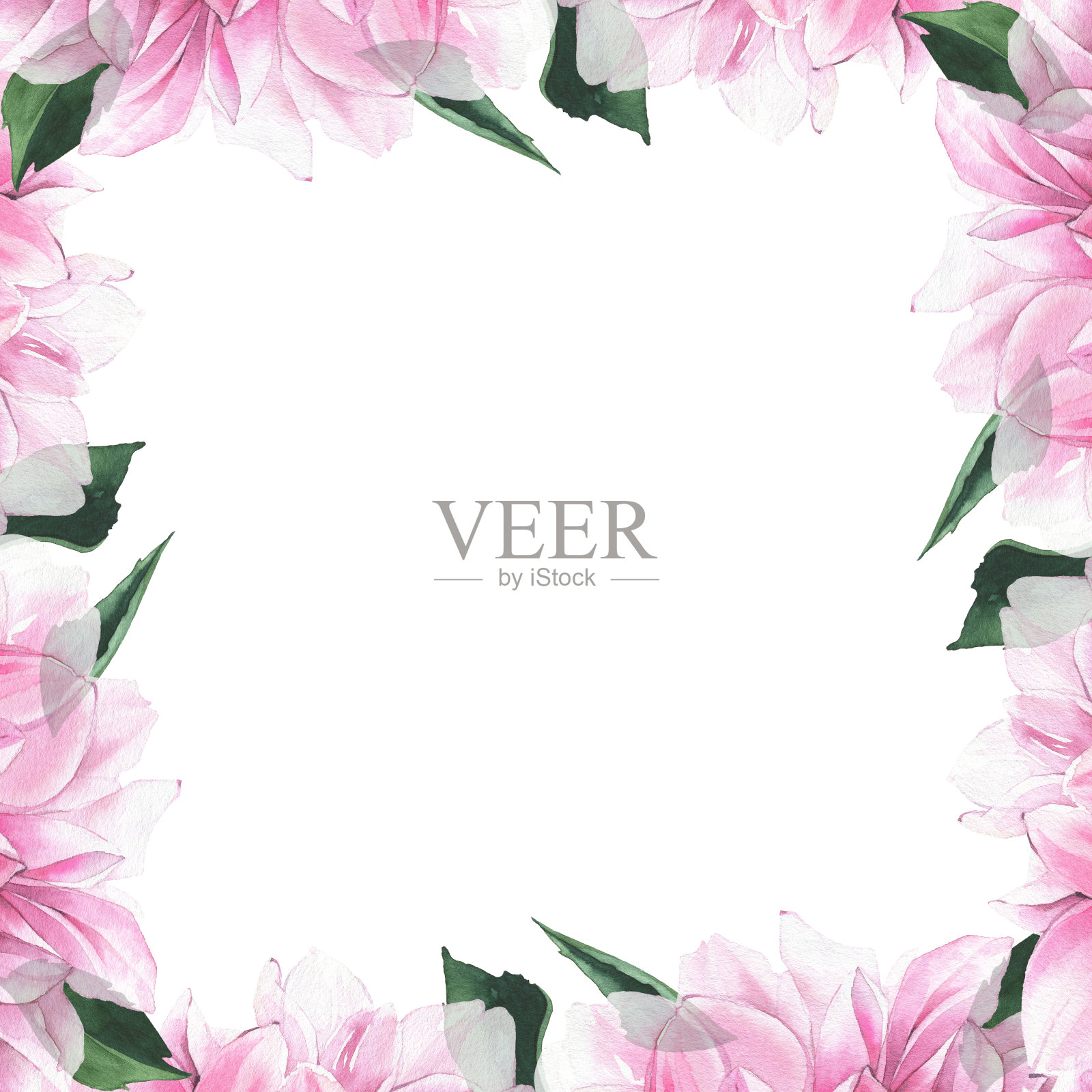 水彩手绘粉红色大丽花和深绿色的叶子框架。白色背景上的插花安排插画图片素材