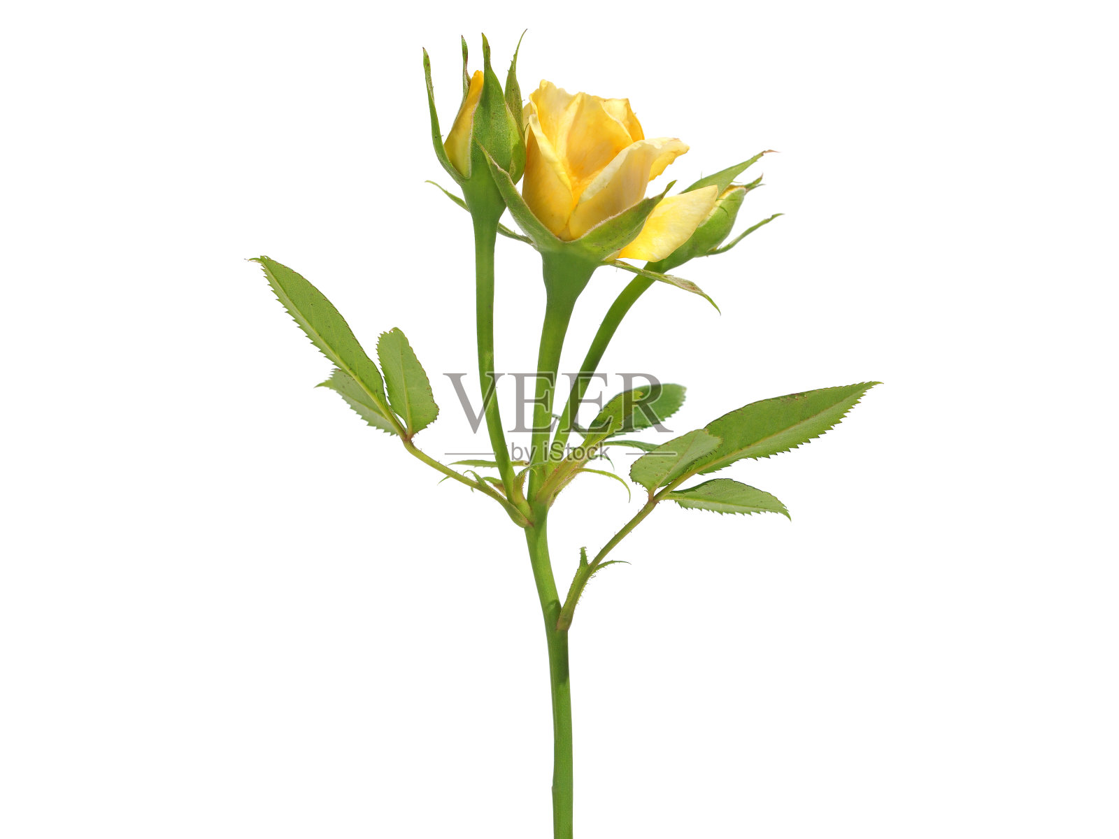 黄色玫瑰花和花蕾孤立在白色上照片摄影图片