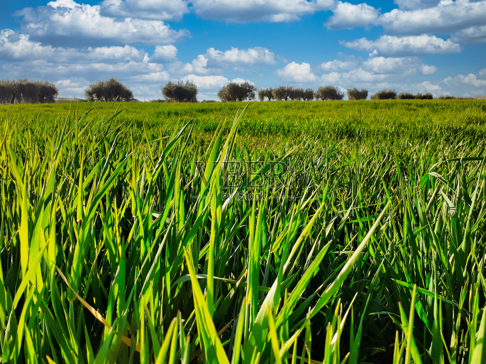 日落时分的乡村景观。天空和草地照片摄影图片