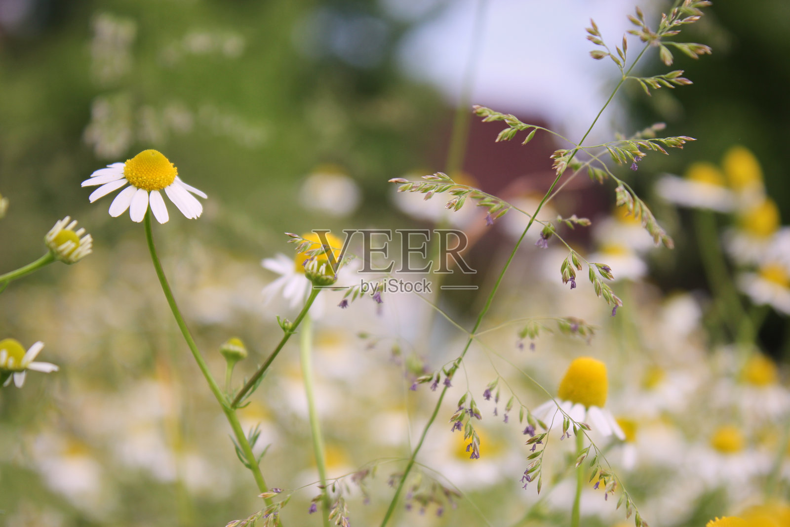 夏季草地上盛开的甘菊。照片摄影图片