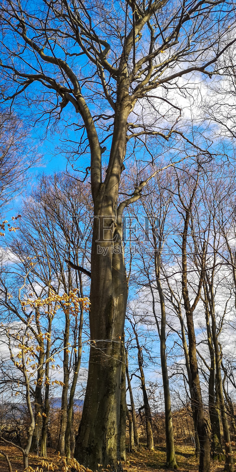 山毛榉树在春天的山林中照片摄影图片