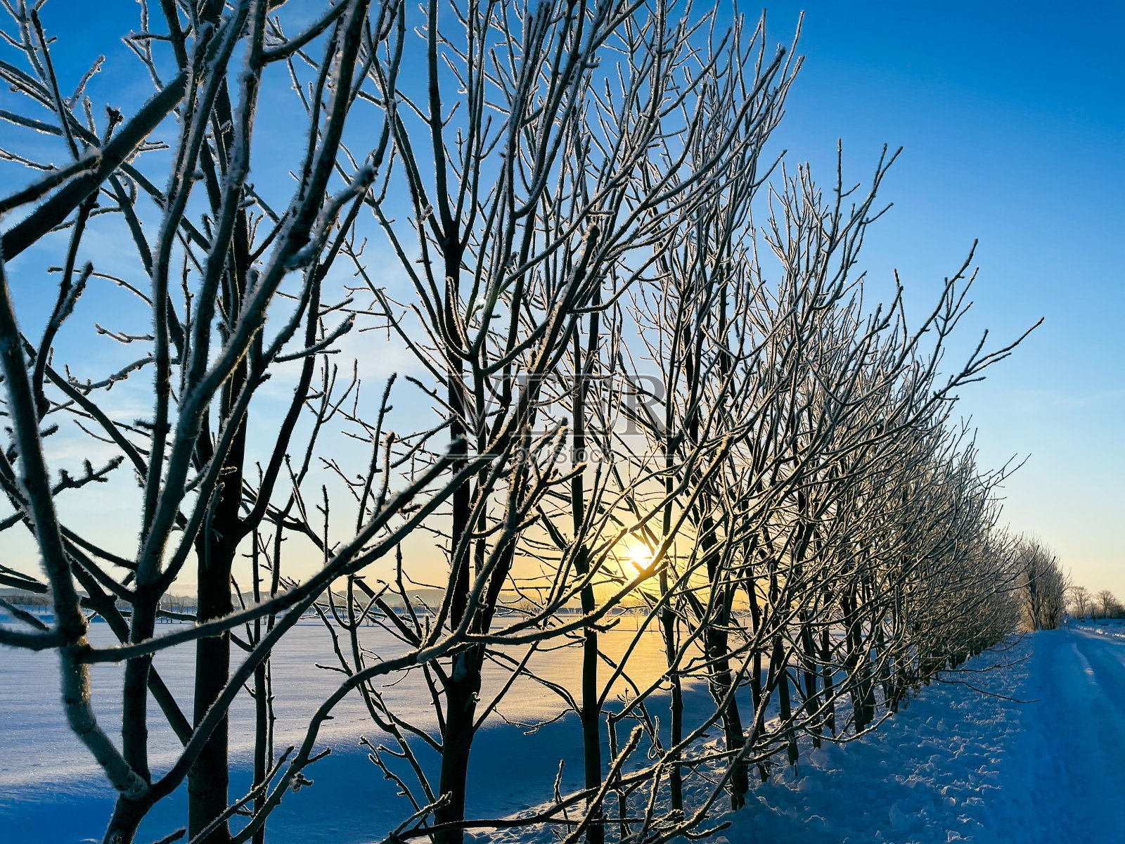 日出冰树照片摄影图片