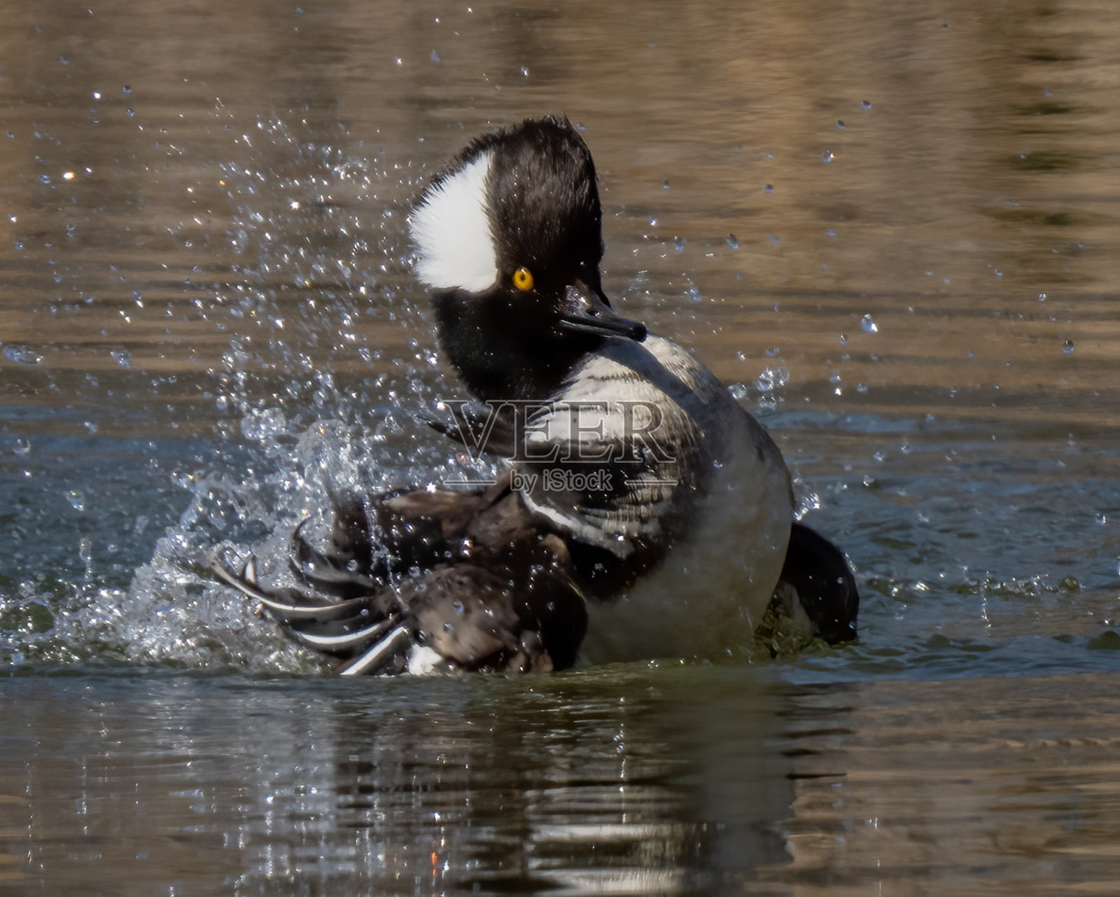 兜帽Mergansers在整个北美东半部和太平洋西北部的森林湿地繁殖，也可能在没有树木的湿地筑巢，那里的人们已经搭起了巢箱照片摄影图片