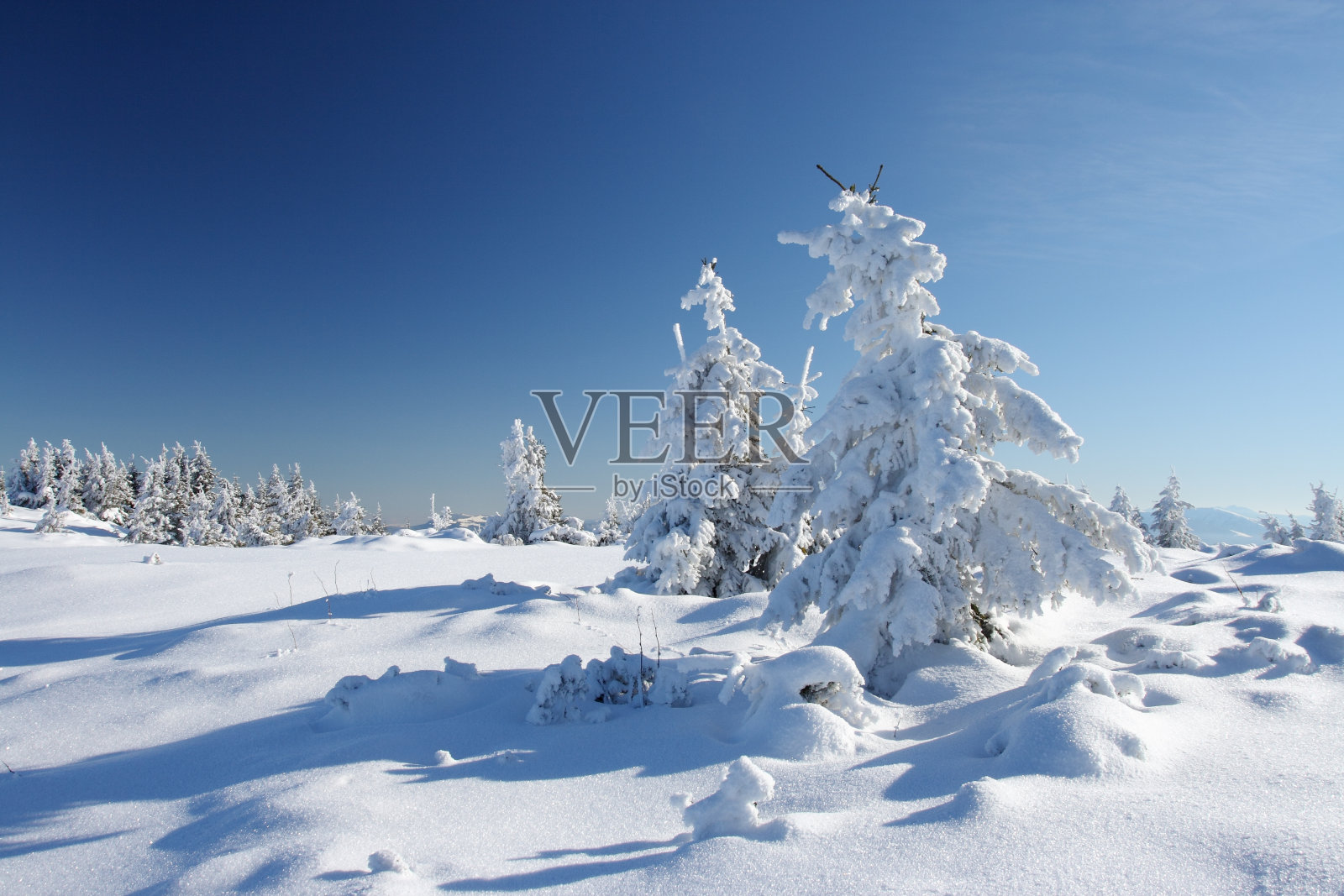 冬天的树照片摄影图片