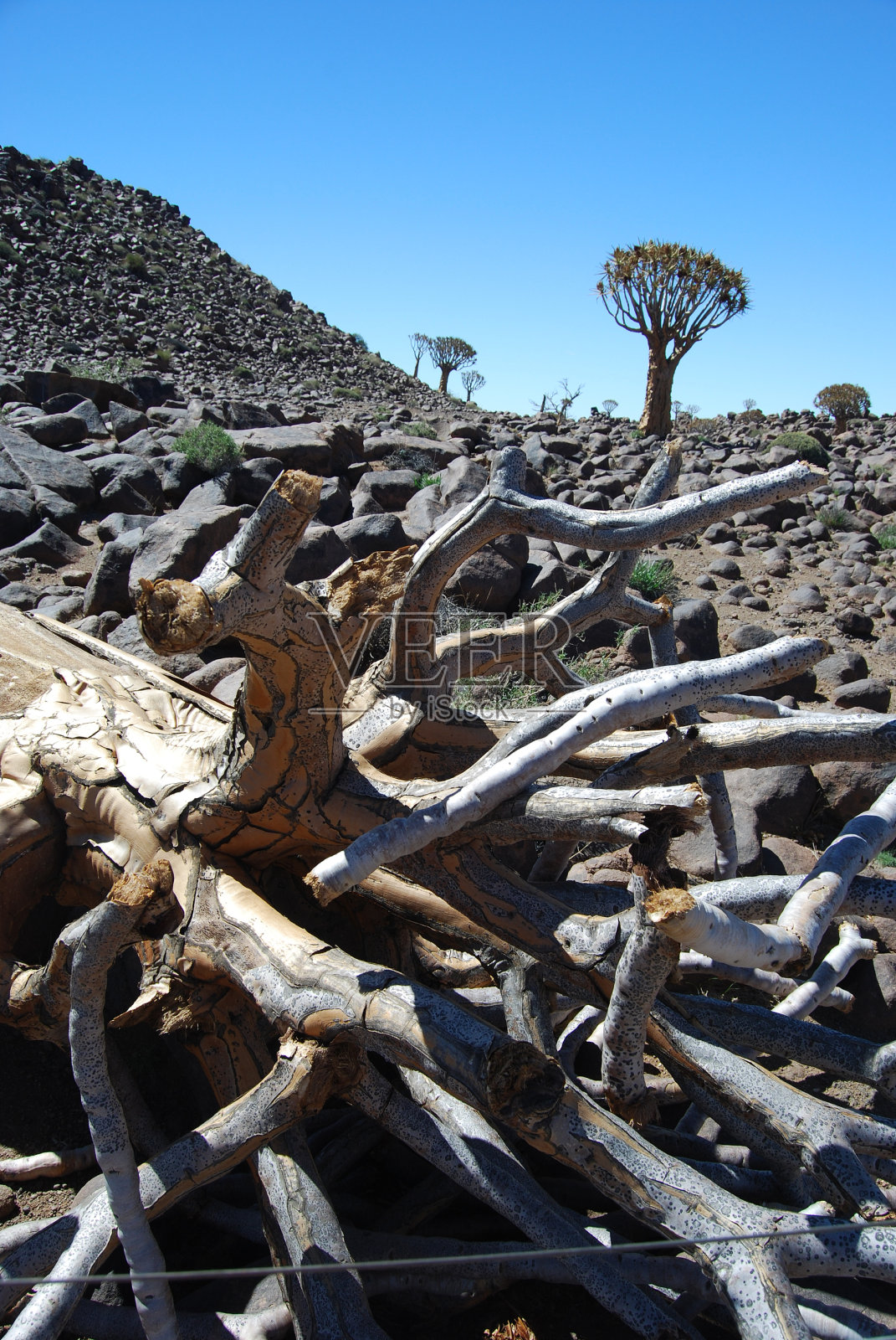 箭袋树，前景与倒下的树在纳米比亚沙漠达马拉地照片摄影图片