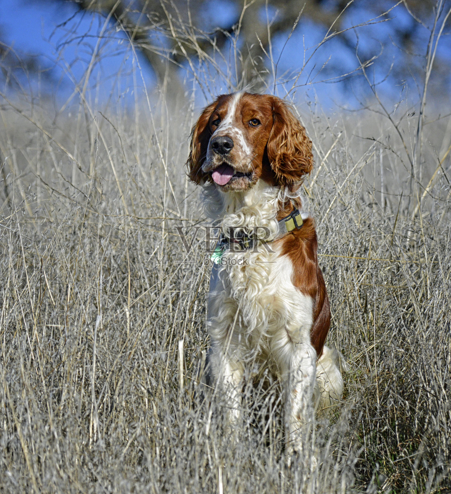 年轻的威尔士施普林格西班牙猎犬坐着等待照片摄影图片