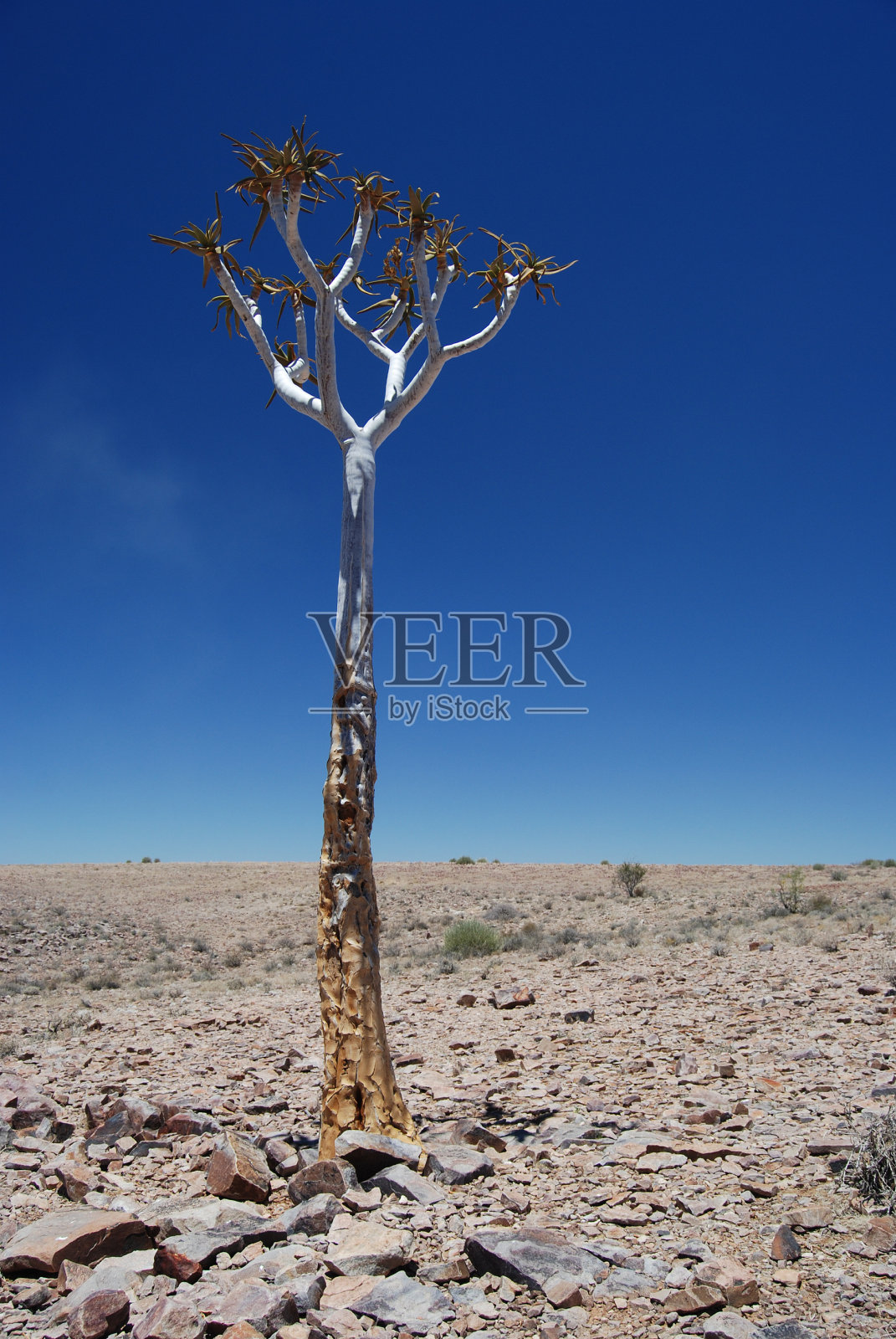 孤独高大的箭袋树纳米比亚沙漠达马拉地照片摄影图片