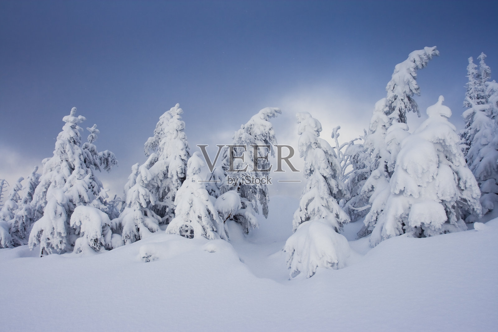 冬天的树照片摄影图片