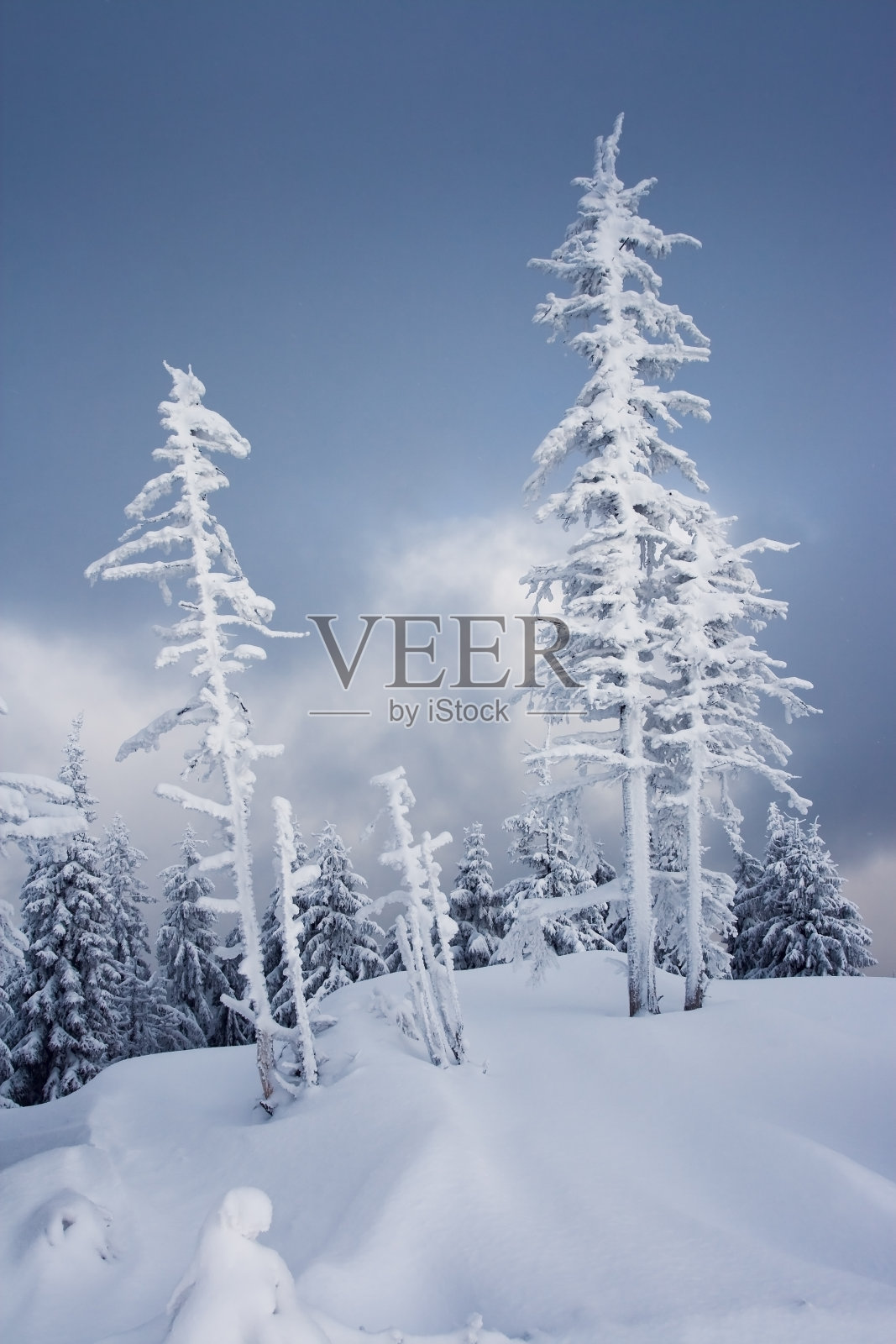 冬天的树照片摄影图片