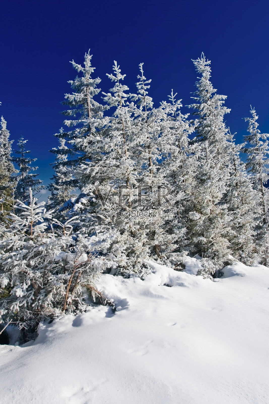 冬天的树照片摄影图片