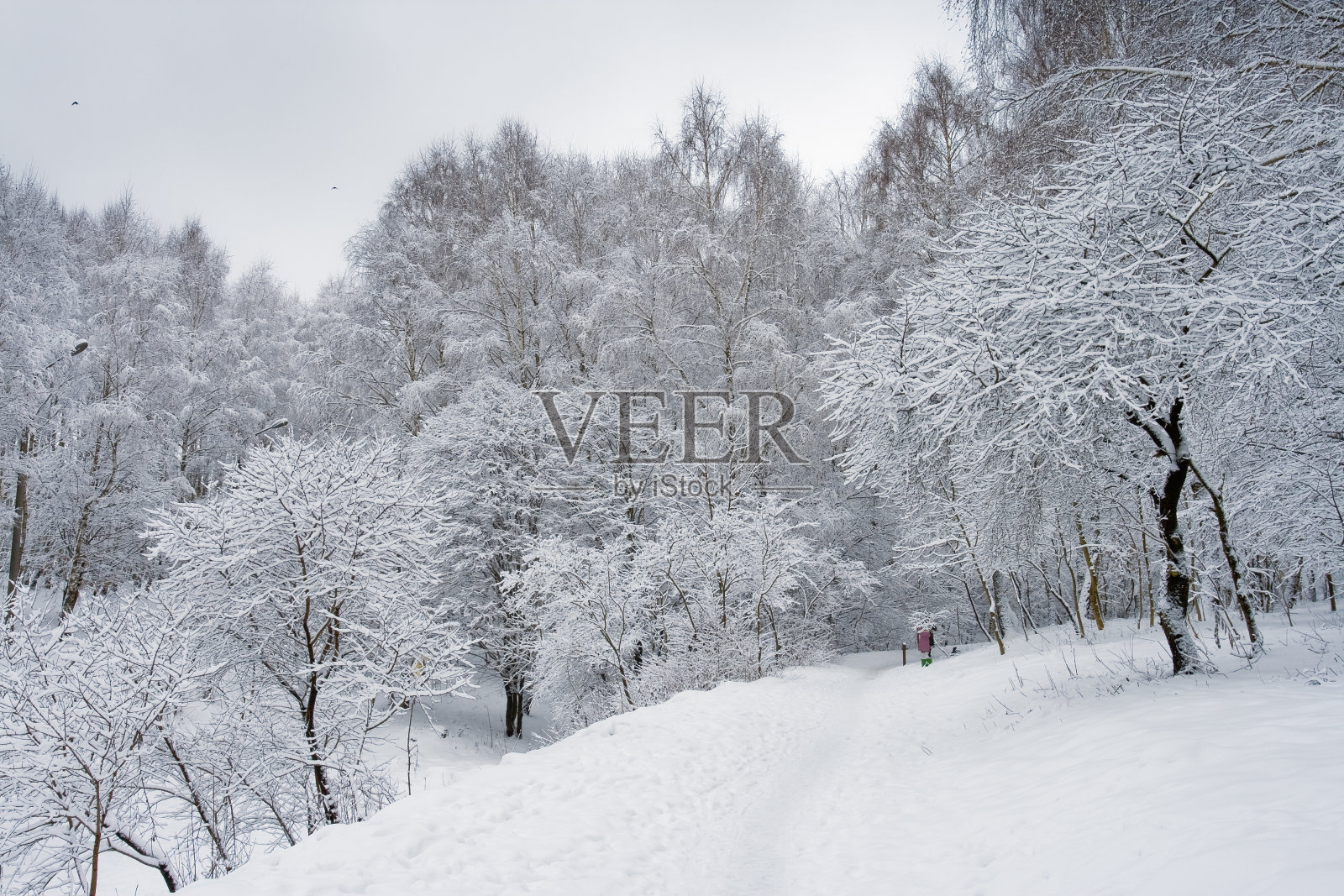 冬天的树照片摄影图片