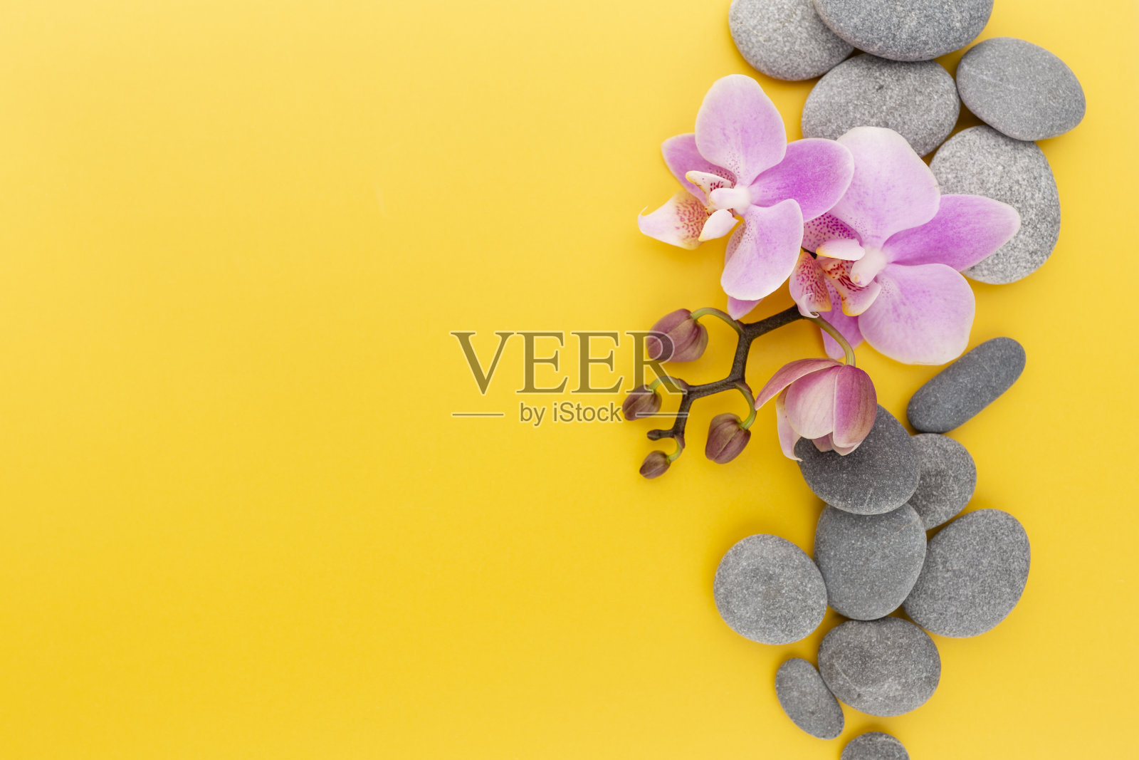 粉红色的温泉兰花主题对象在柔和的背景。照片摄影图片