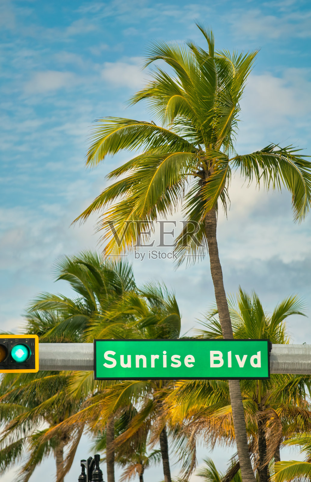 佛罗里达州劳德代尔堡日出大道的棕榈树路标照片摄影图片