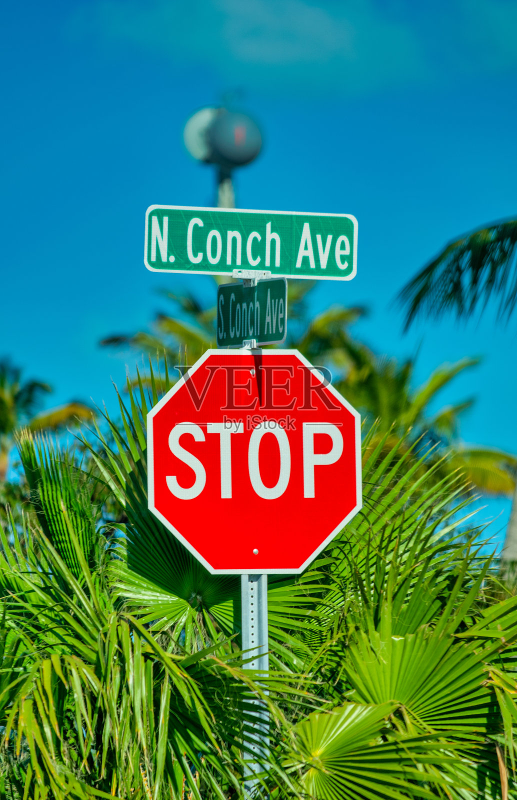 佛罗里达州海螺岛，以棕榈树为背景的路标。照片摄影图片