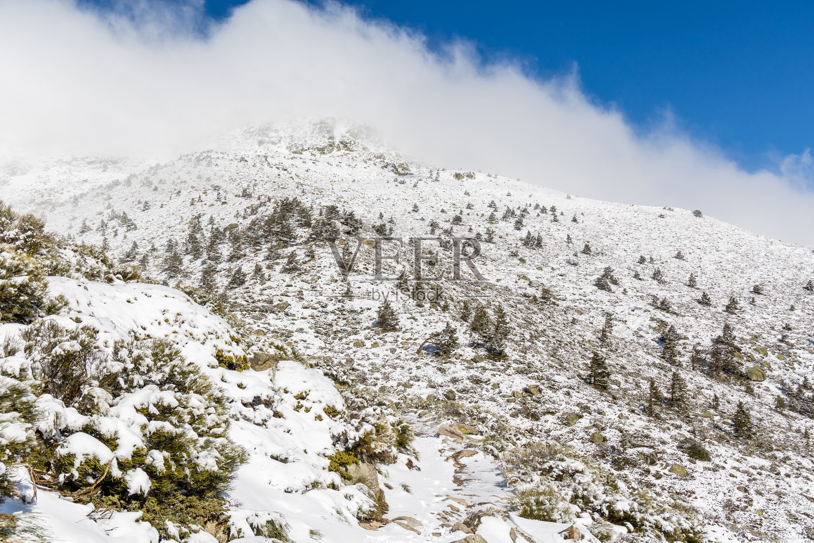 在马德里瓜达拉马国家公园的山上，积雪覆盖着树木照片摄影图片