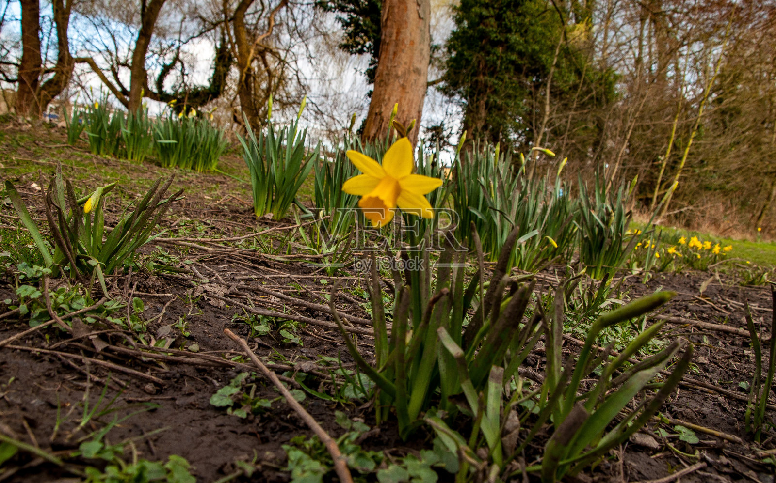 春天的迹象照片摄影图片