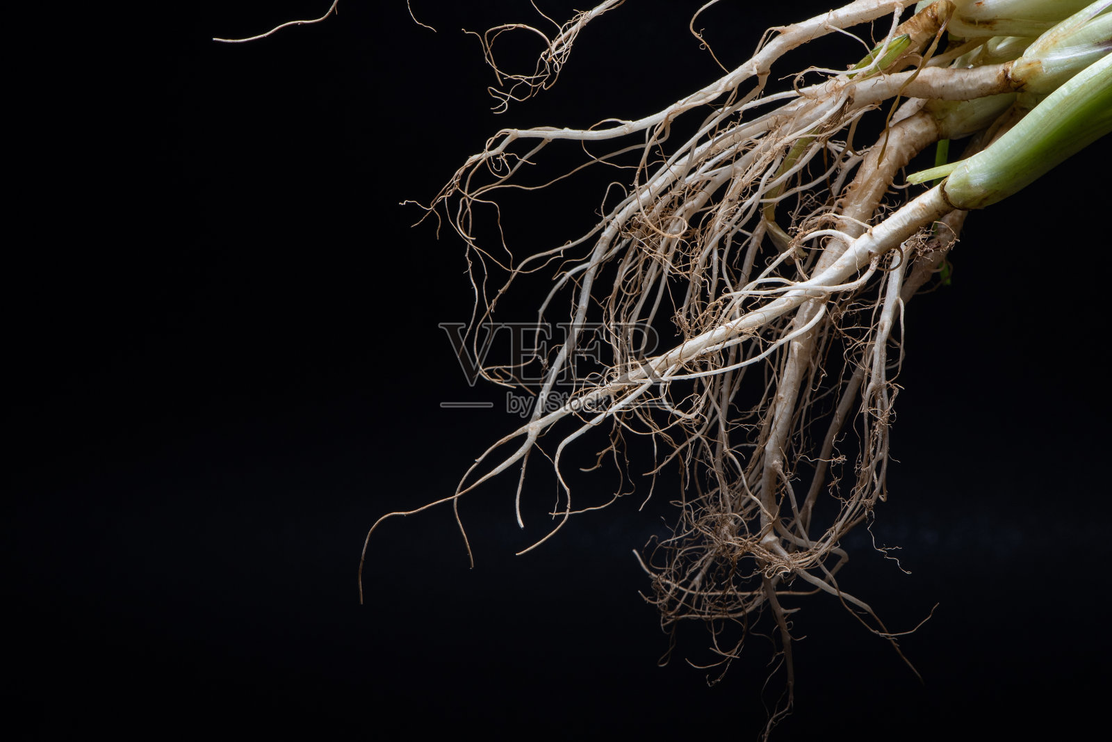 香菜根照片摄影图片