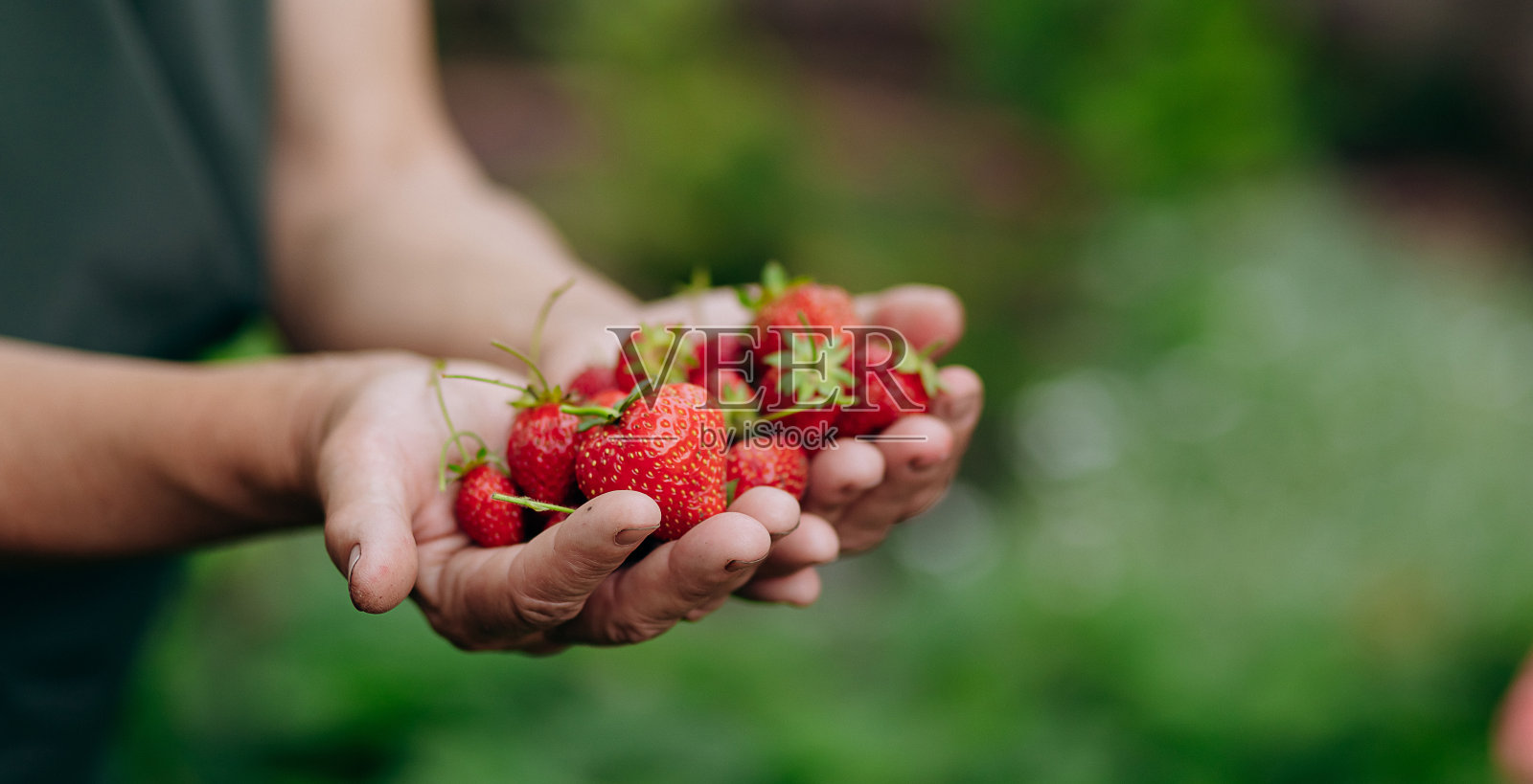 草莓种植者园丁在温室里收获草莓，女人捧着草莓照片摄影图片